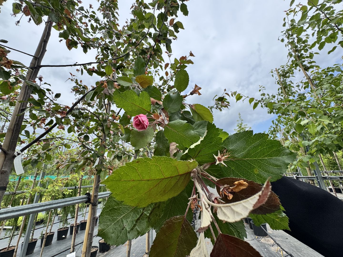 шаховская, питомник, питомник растений,