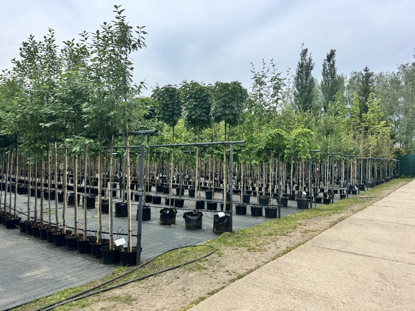 шаховская, питомник, питомник растений,