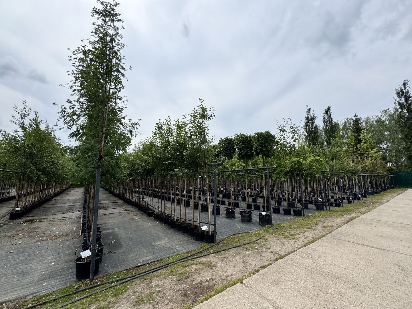 шаховская, питомник, питомник растений,