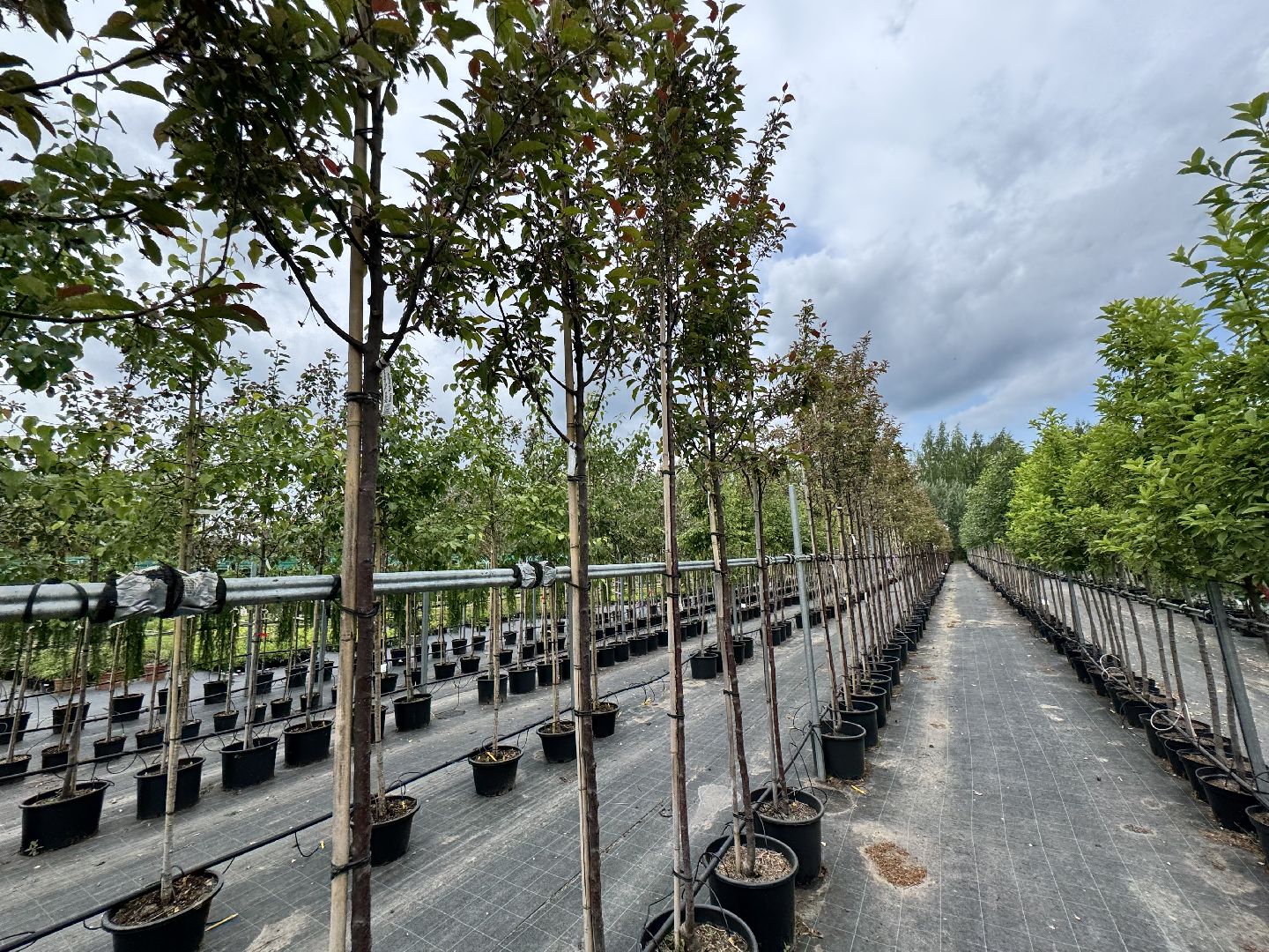 шаховская, питомник, питомник растений,