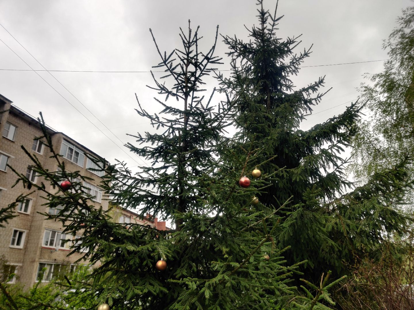 Красноармейск, Пушкинский, сквер, энтузиасты, тюльпаны