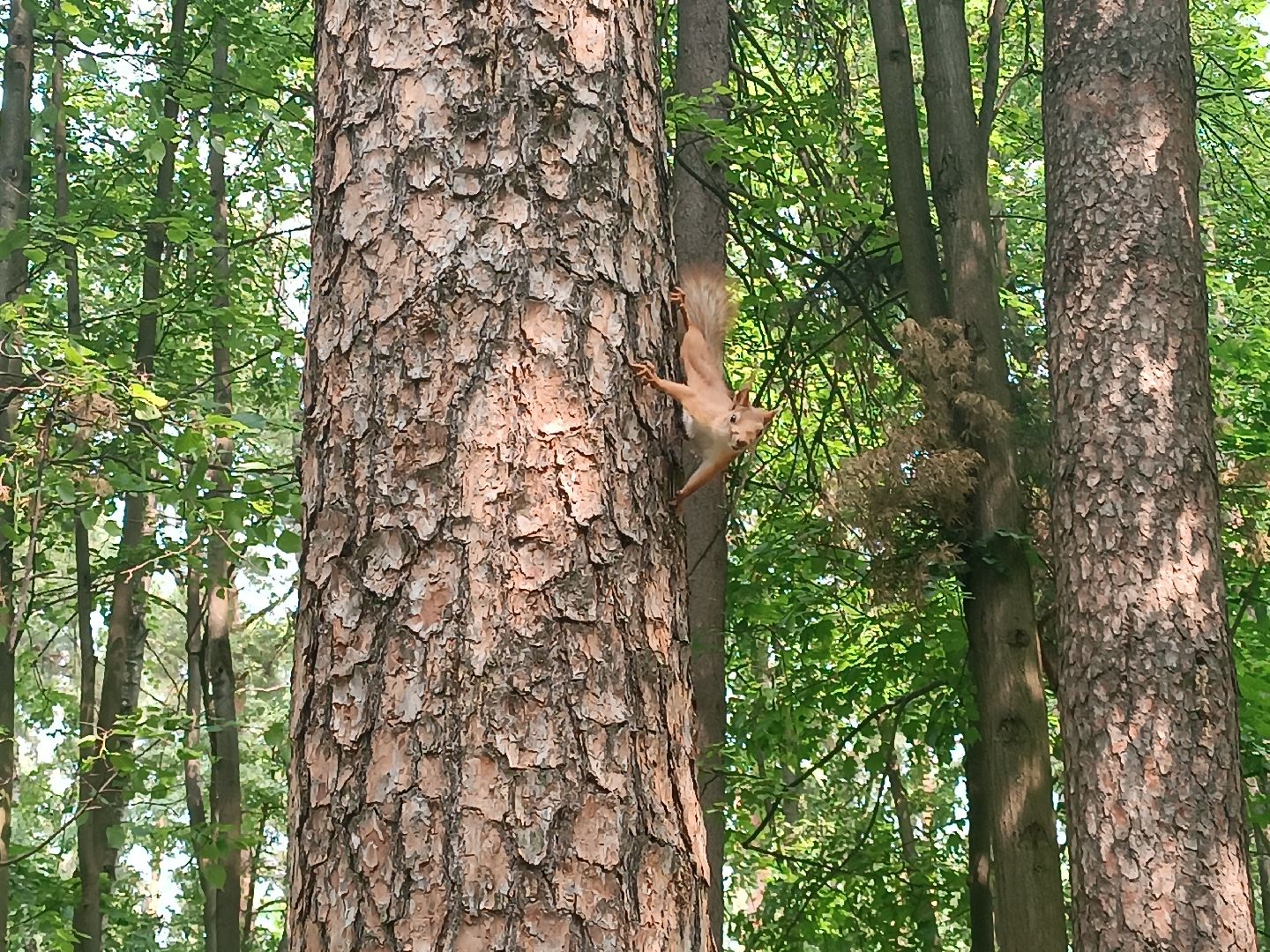 люберцы, день эколога, малаховское озеро, парк, досуг детей, праздник, марафон зеленых дел, экосистема, движение экосистема,