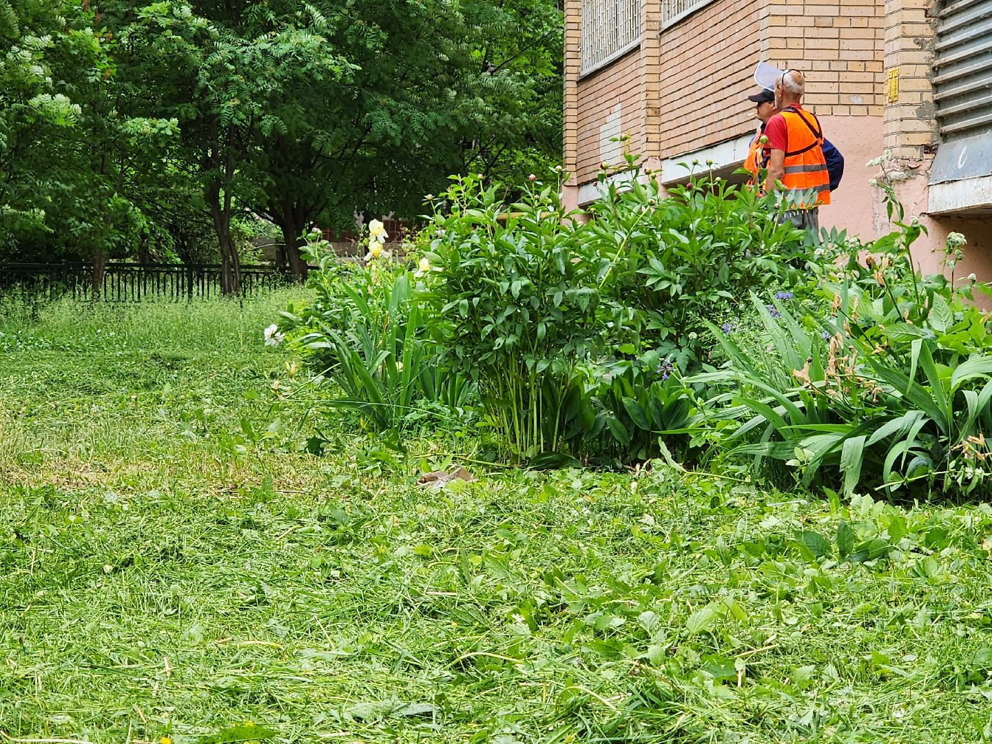 чехов, улица чехова 4,  детская  площадка, придомовая территория, покос травы, уборка мусора, мбу чеховское благоустройство, газон, газонокосилка,
