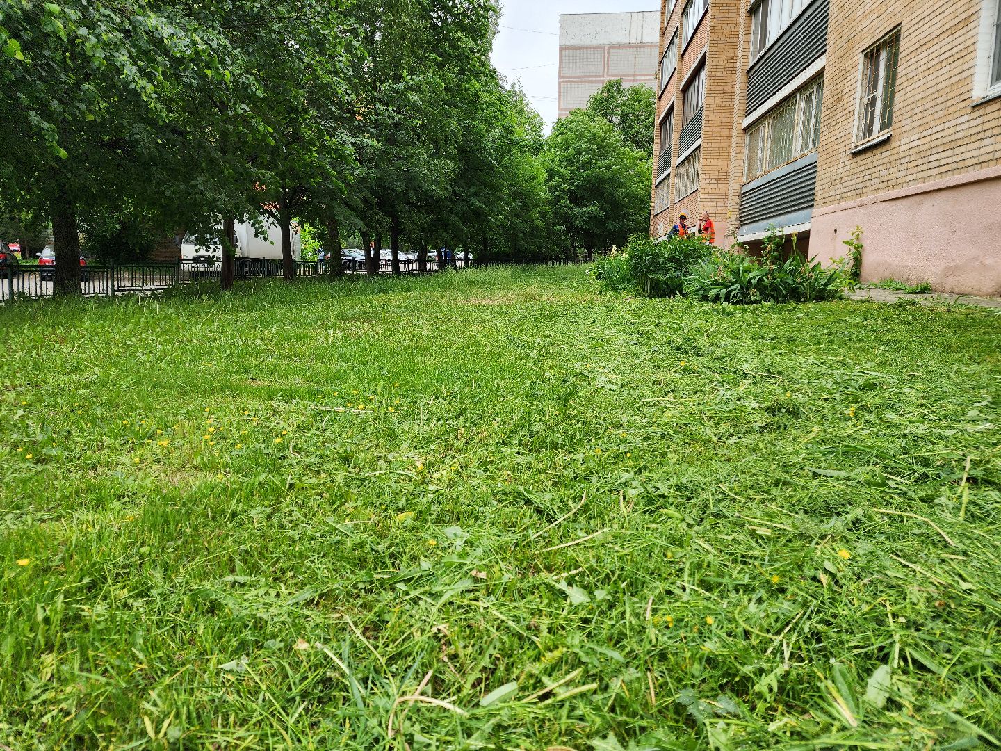 чехов, улица чехова 4,  детская  площадка, придомовая территория, покос травы, уборка мусора, мбу чеховское благоустройство, газон, газонокосилка,