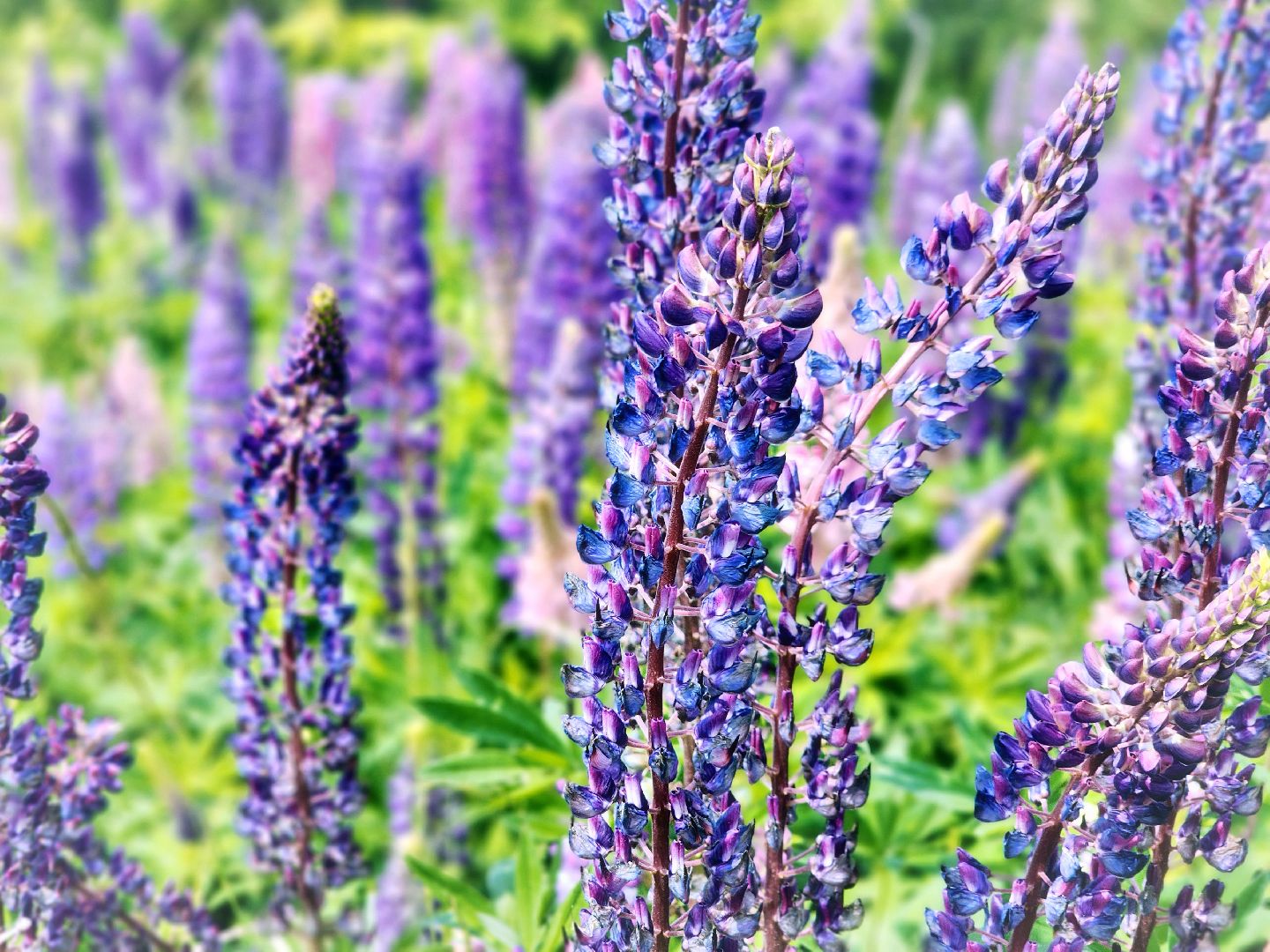 Пущино , серпухов, лето в подмосковье,