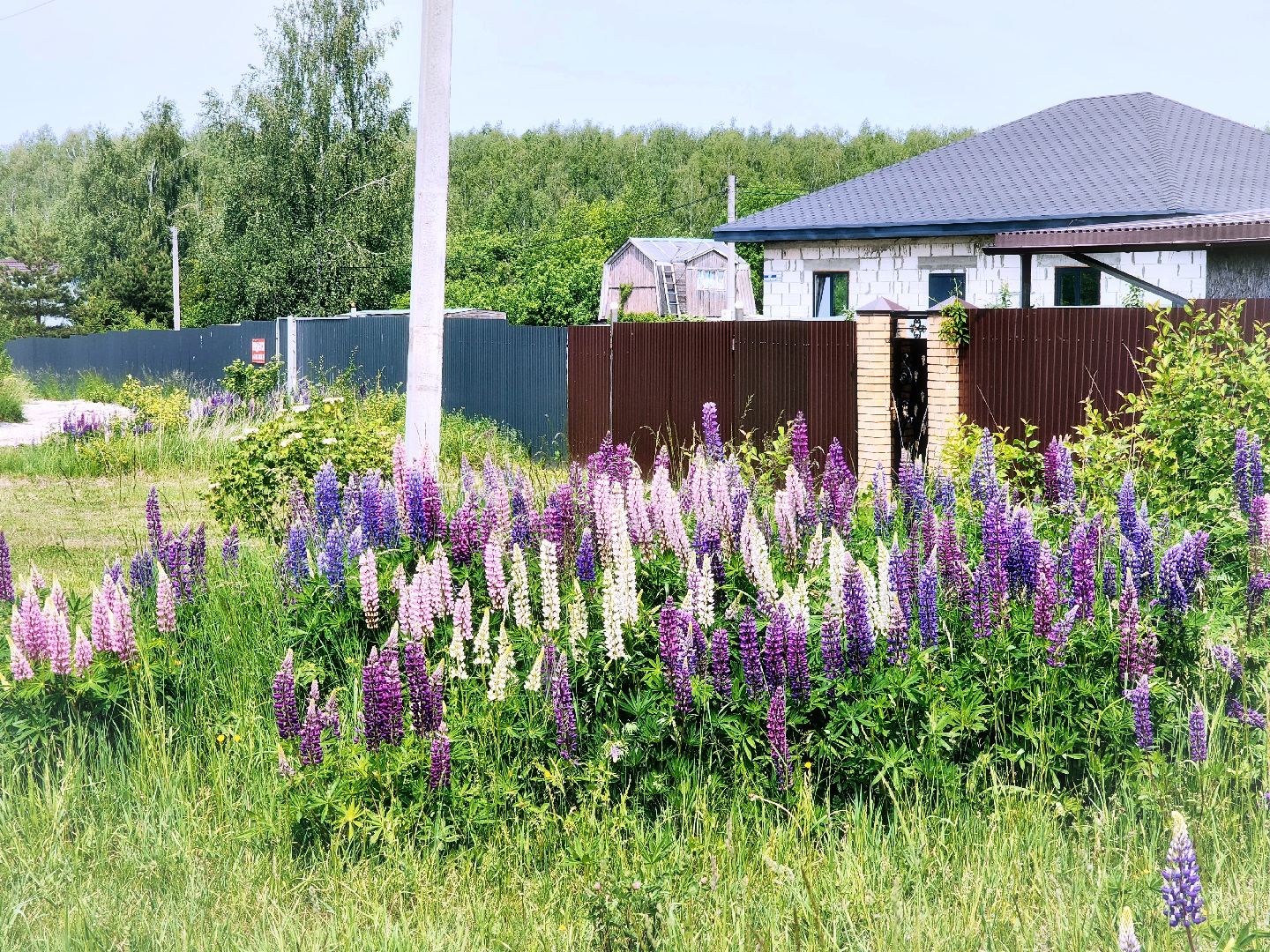 Пущино , серпухов, лето в подмосковье,