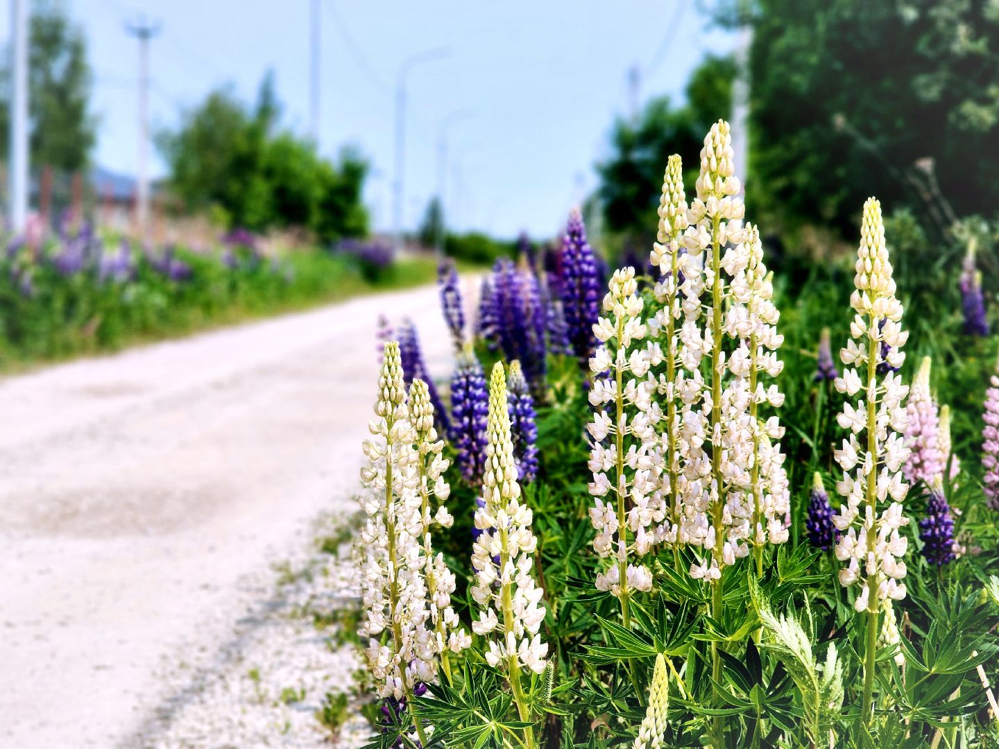 Пущино , серпухов, лето в подмосковье,