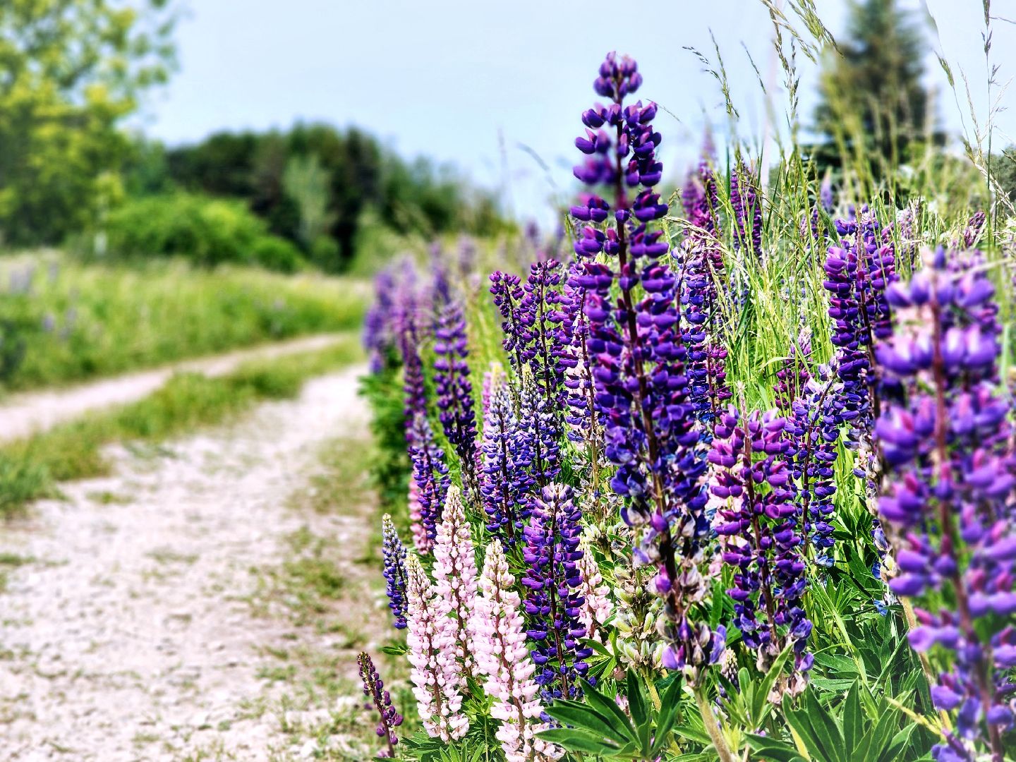 Пущино , серпухов, лето в подмосковье,