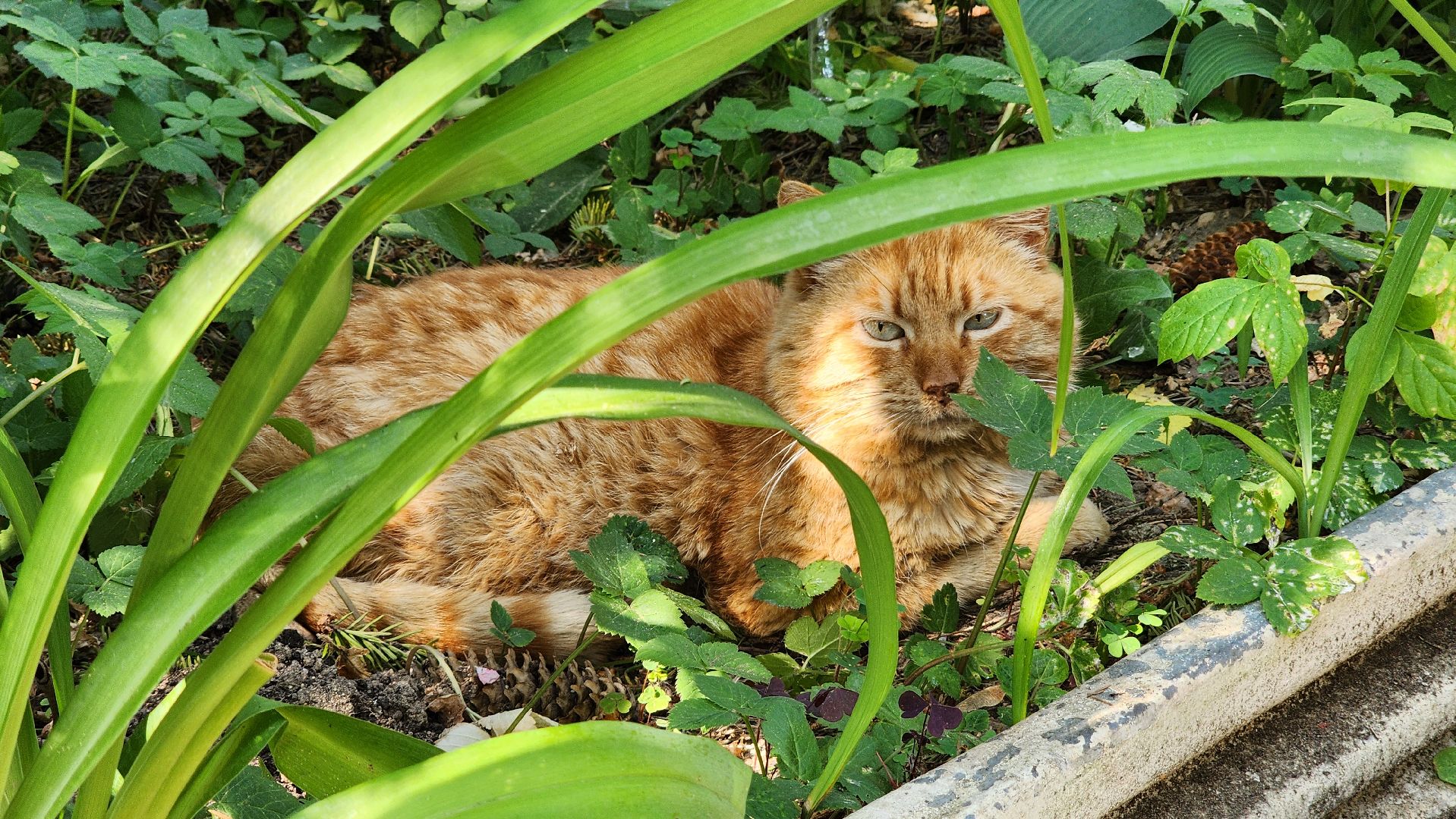 Руза, Котельные, плановый ремонт, Жкх,
