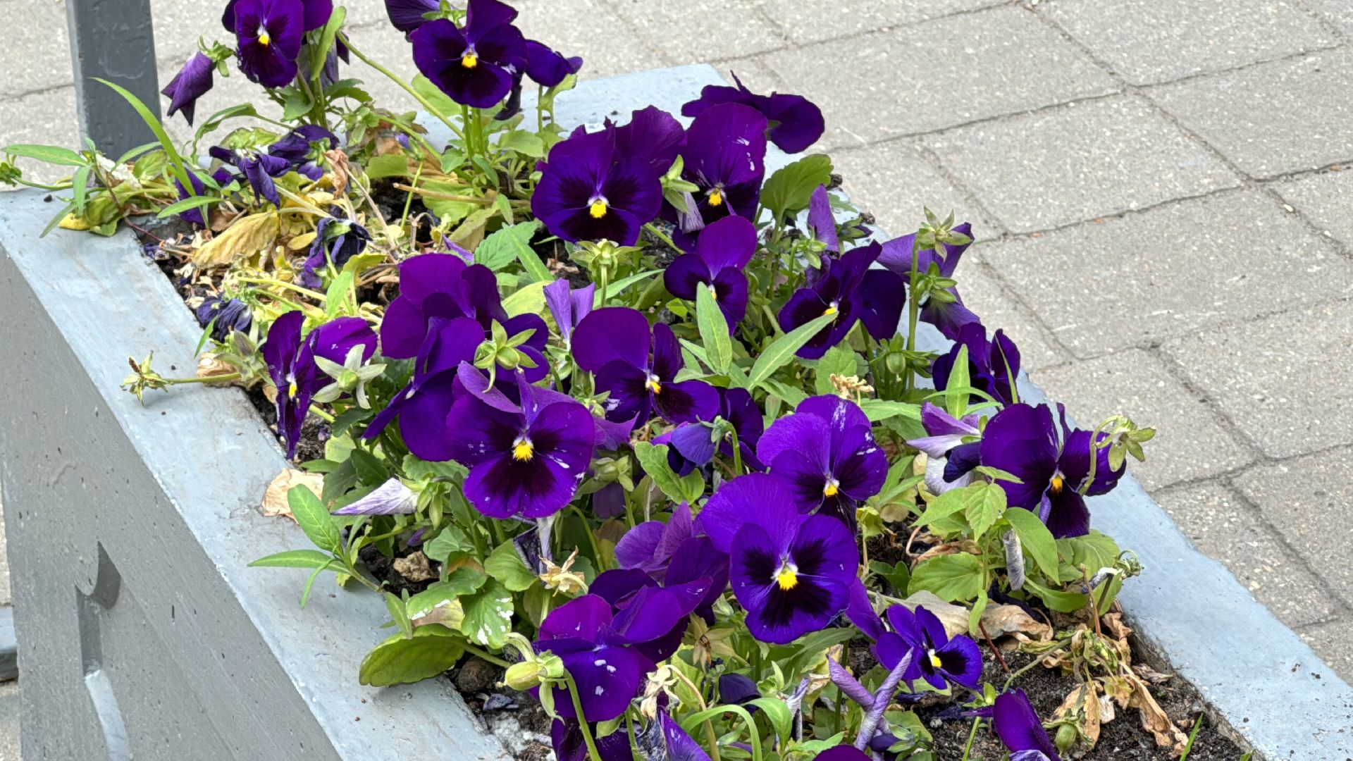 благоустройство, экологическая акция, дк балашиха,