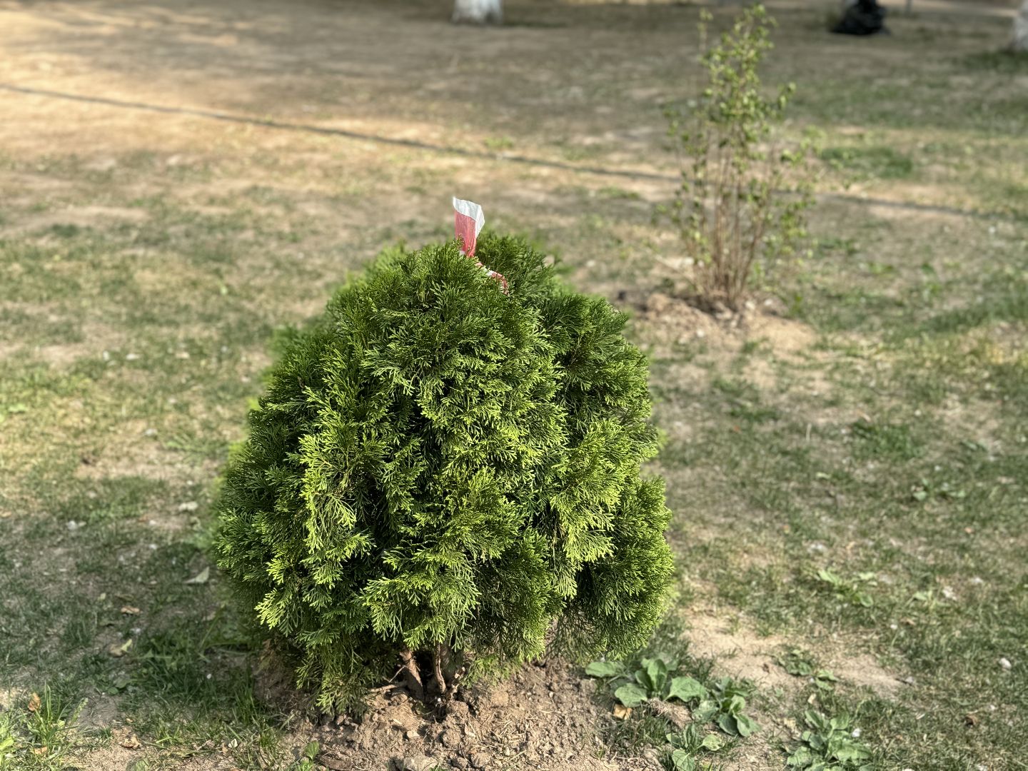 благоустройство, экологическая акция, дк балашиха,