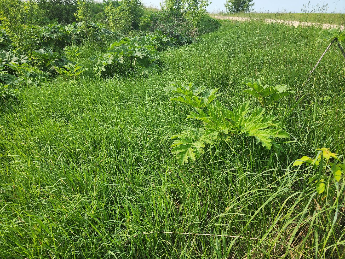 Зарайск, борьба с борщевиком,Экология,