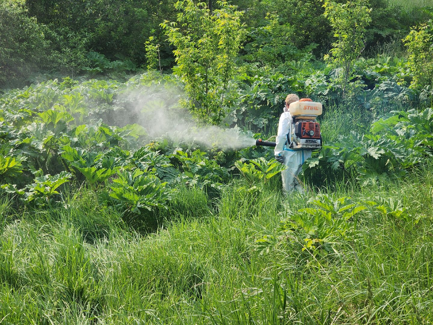 Зарайск, борьба с борщевиком,Экология,