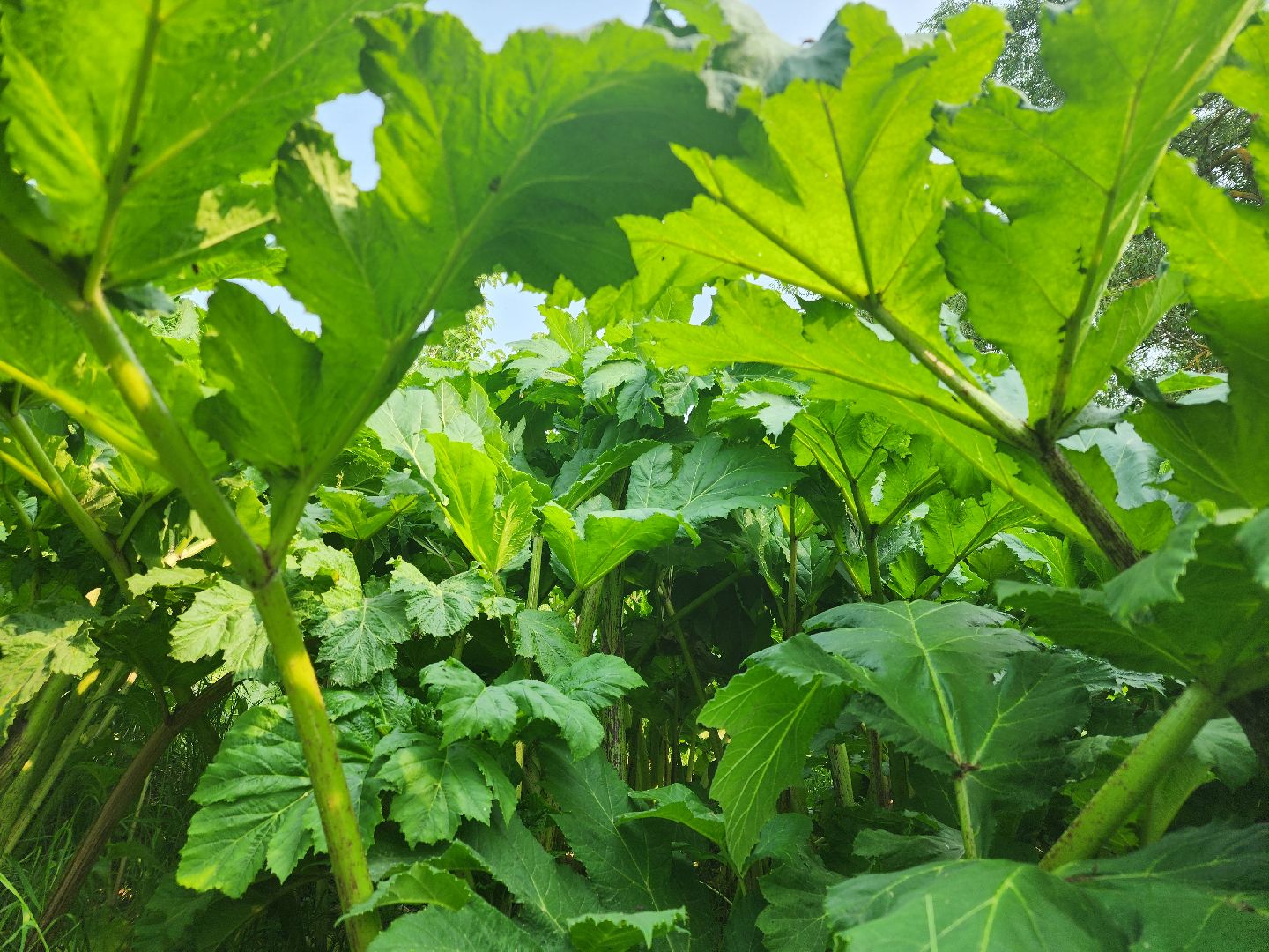 Зарайск, борьба с борщевиком,Экология,