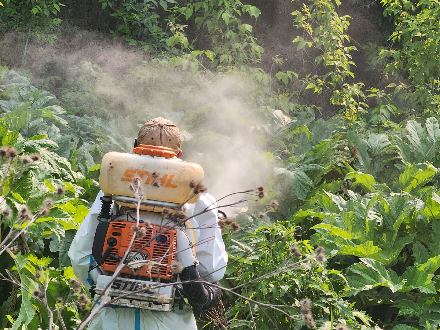 Зарайск, борьба с борщевиком,Экология,