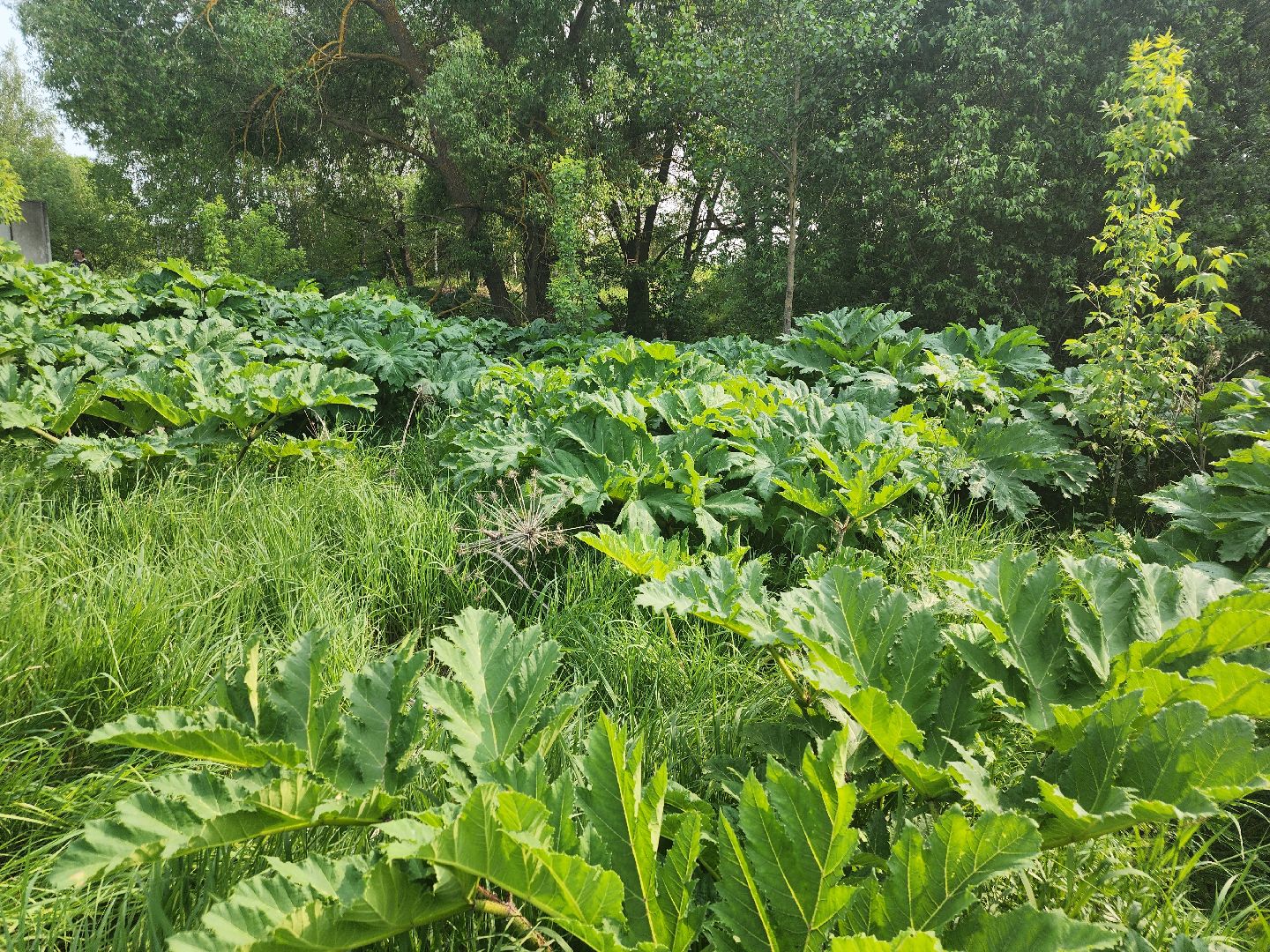 Зарайск, борьба с борщевиком,Экология,