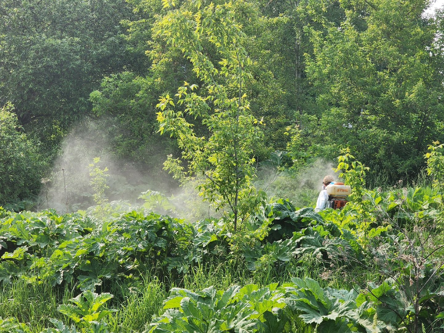 Зарайск, борьба с борщевиком,Экология,