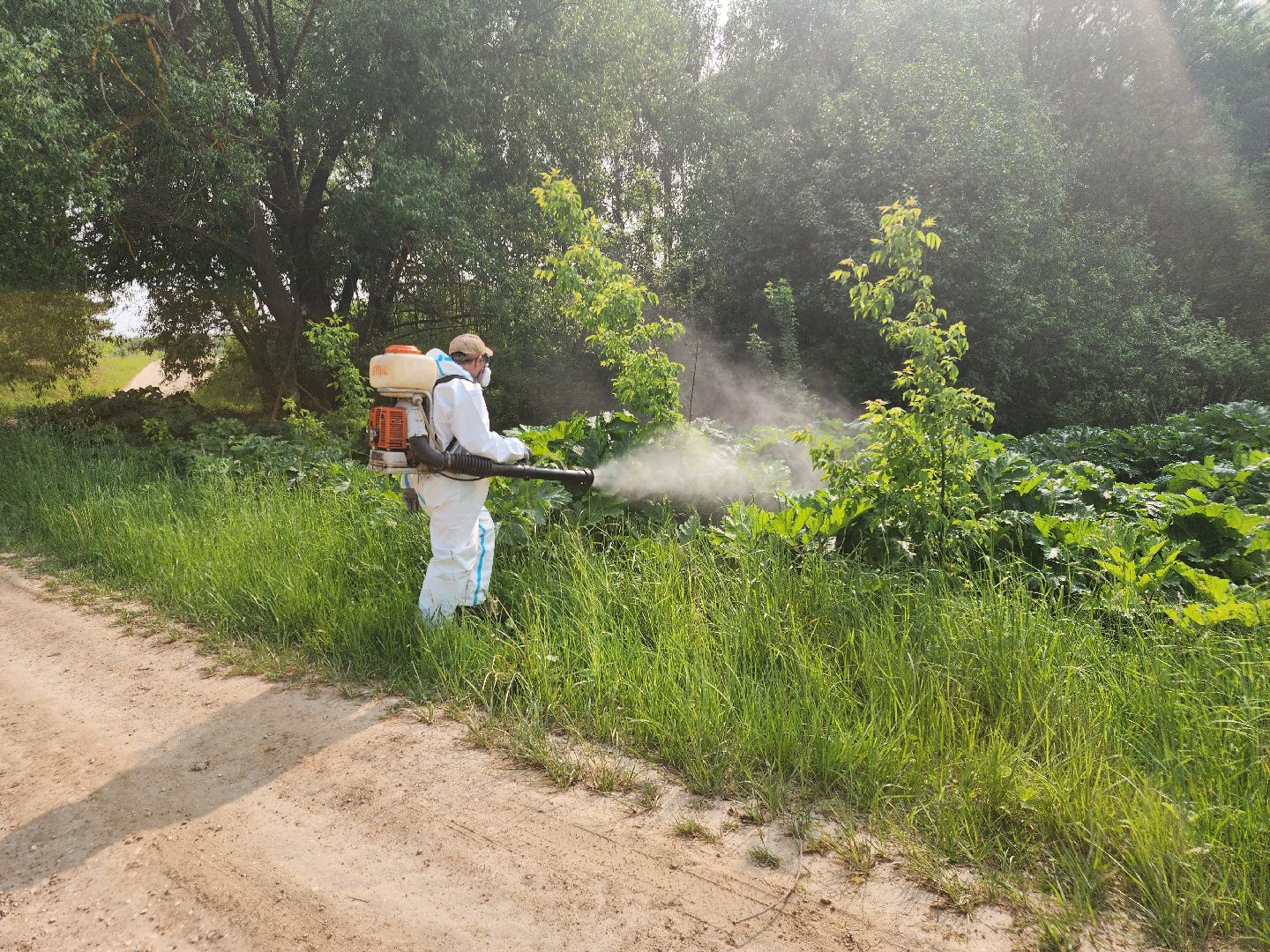 Зарайск, борьба с борщевиком,Экология,