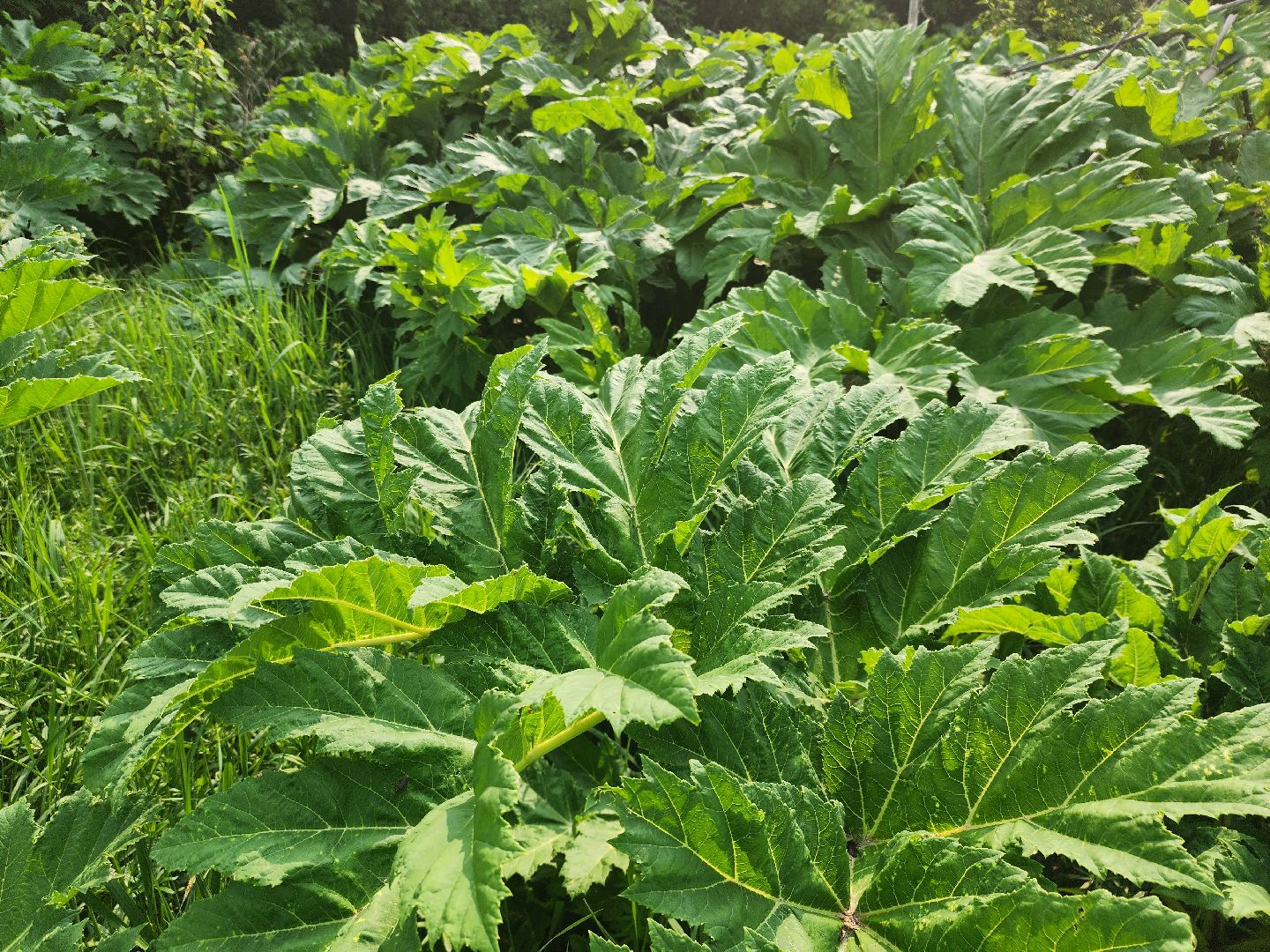 Зарайск, борьба с борщевиком,Экология,