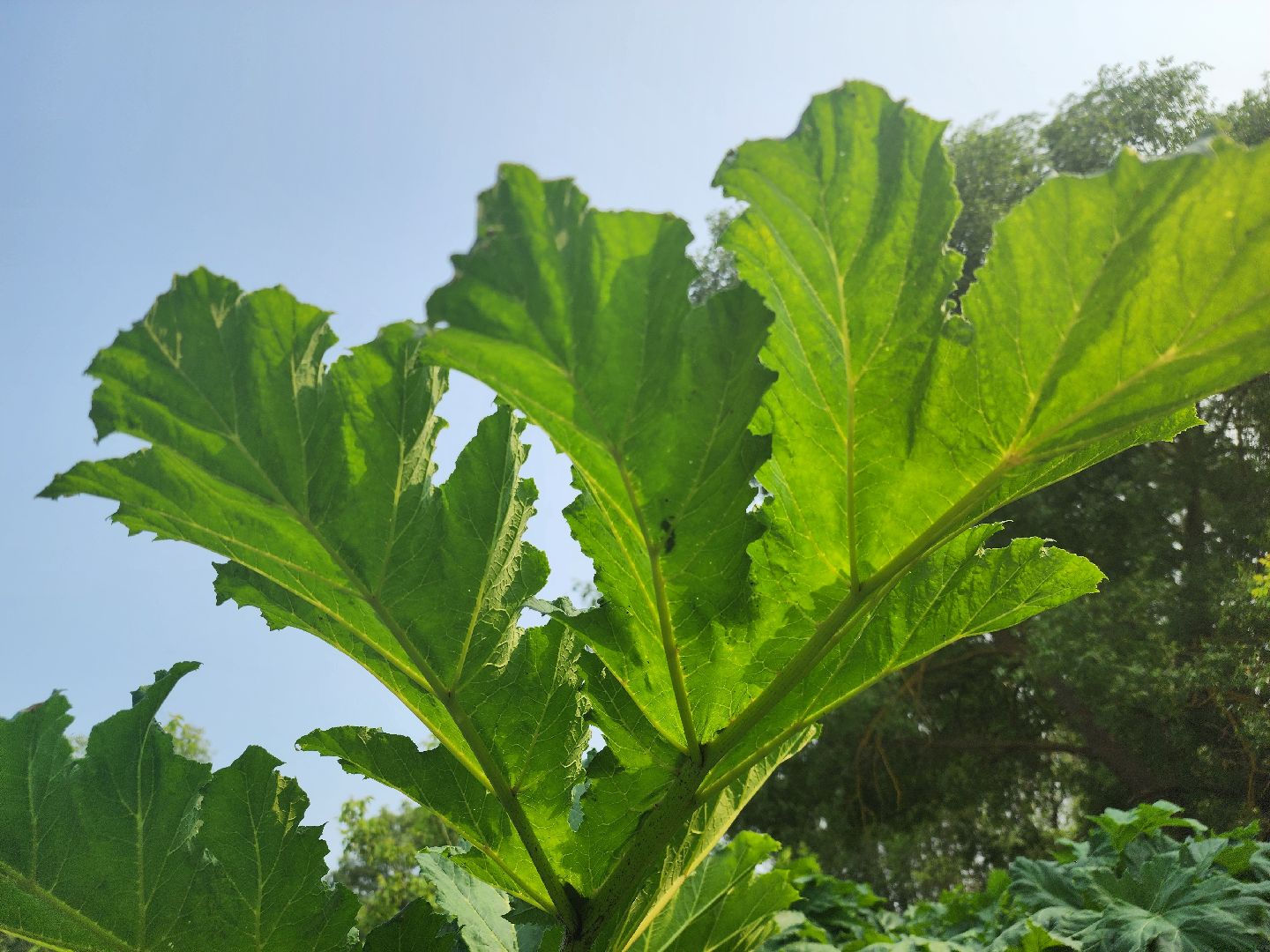 Зарайск, борьба с борщевиком,Экология,
