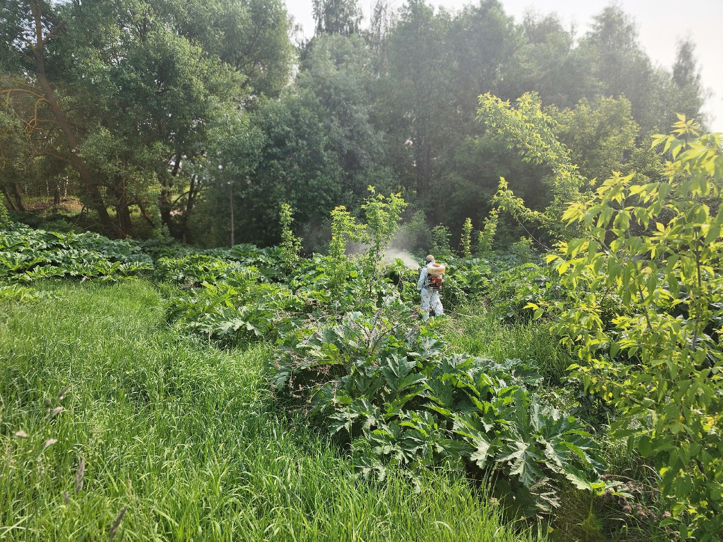 Зарайск, борьба с борщевиком,Экология,