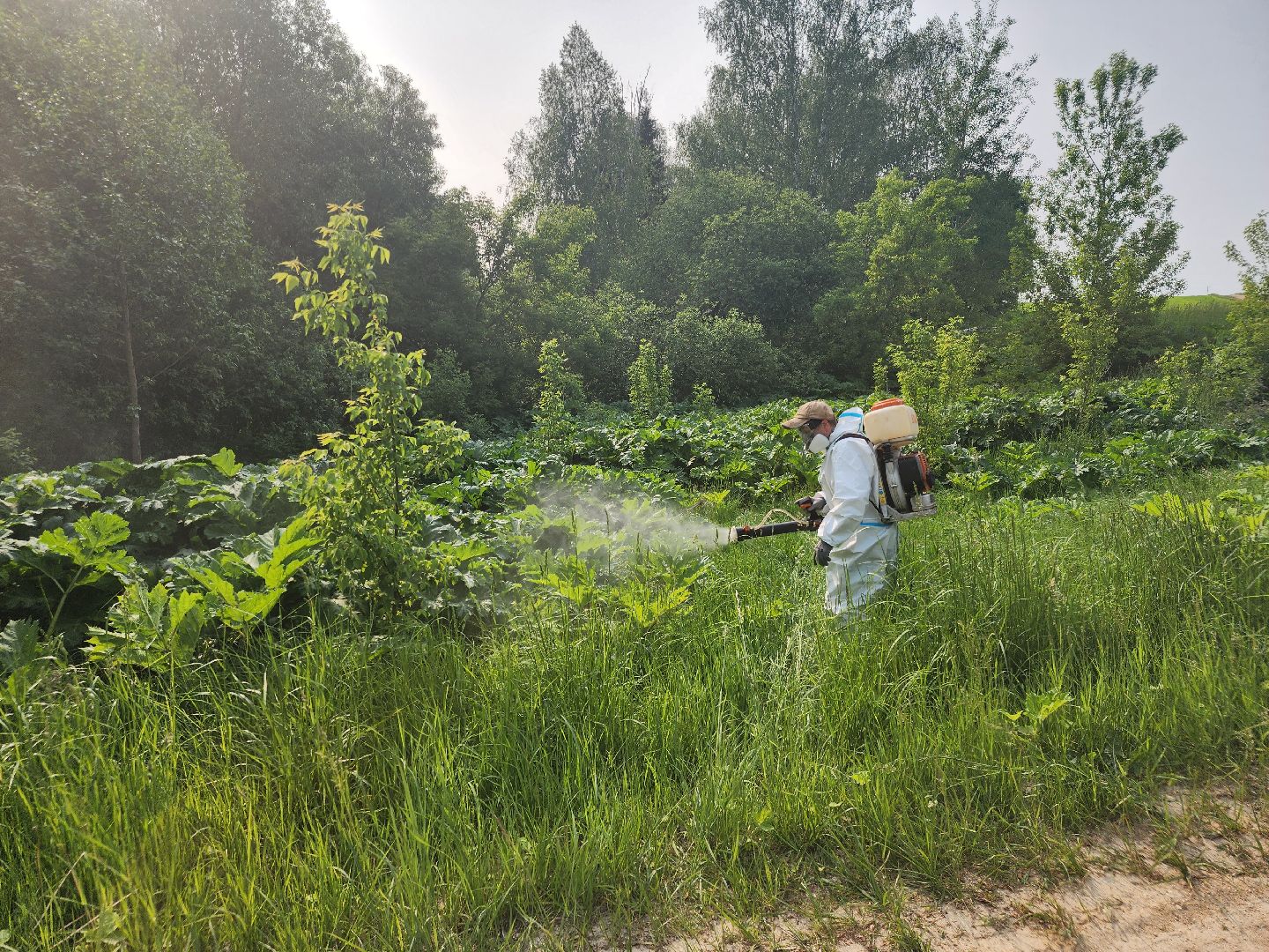 Зарайск, борьба с борщевиком,Экология,