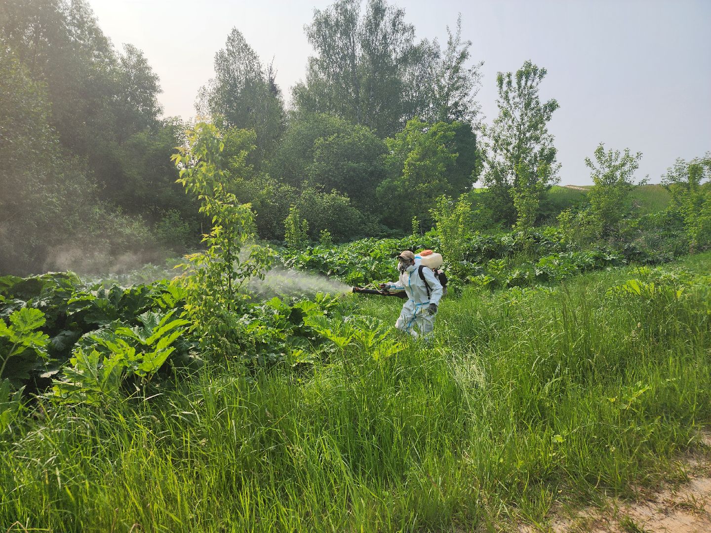 Зарайск, борьба с борщевиком,Экология,