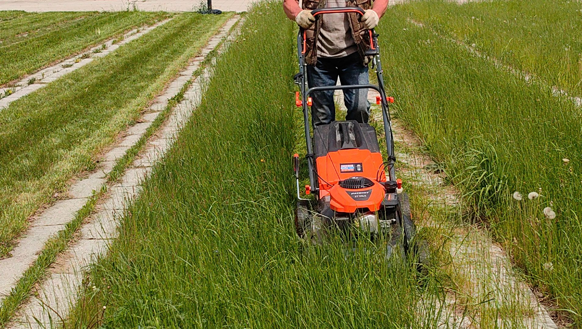 газон, сквер, трава, коммунальная служба,