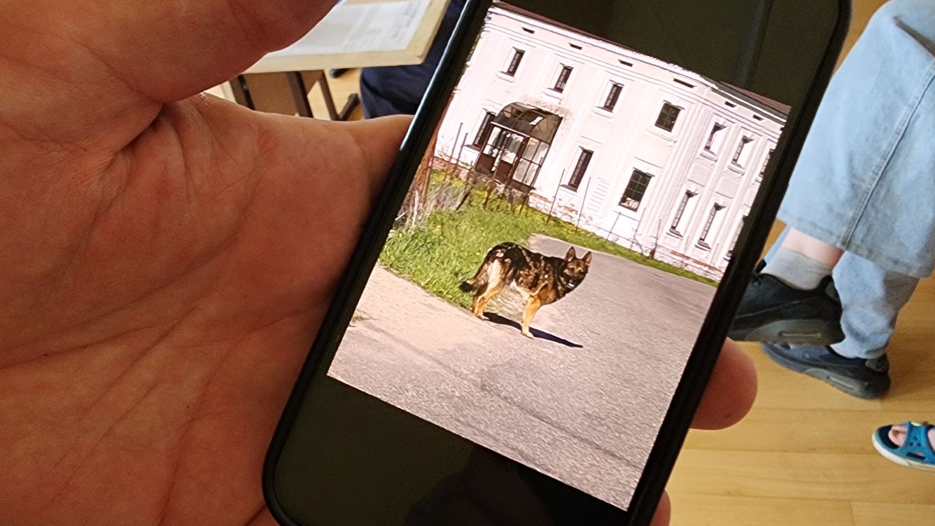 солнечногорск,  алабушево, выездная администрация, отлов животных,