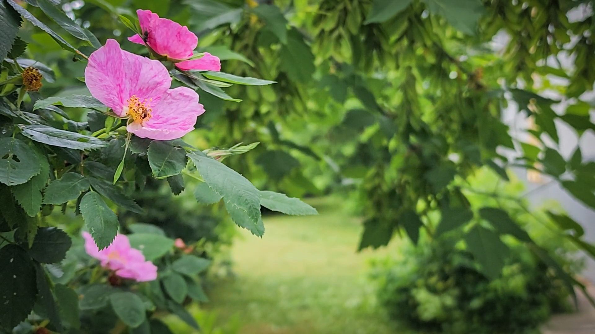 бронницы, покос травы в бронницах, благоустройство ,