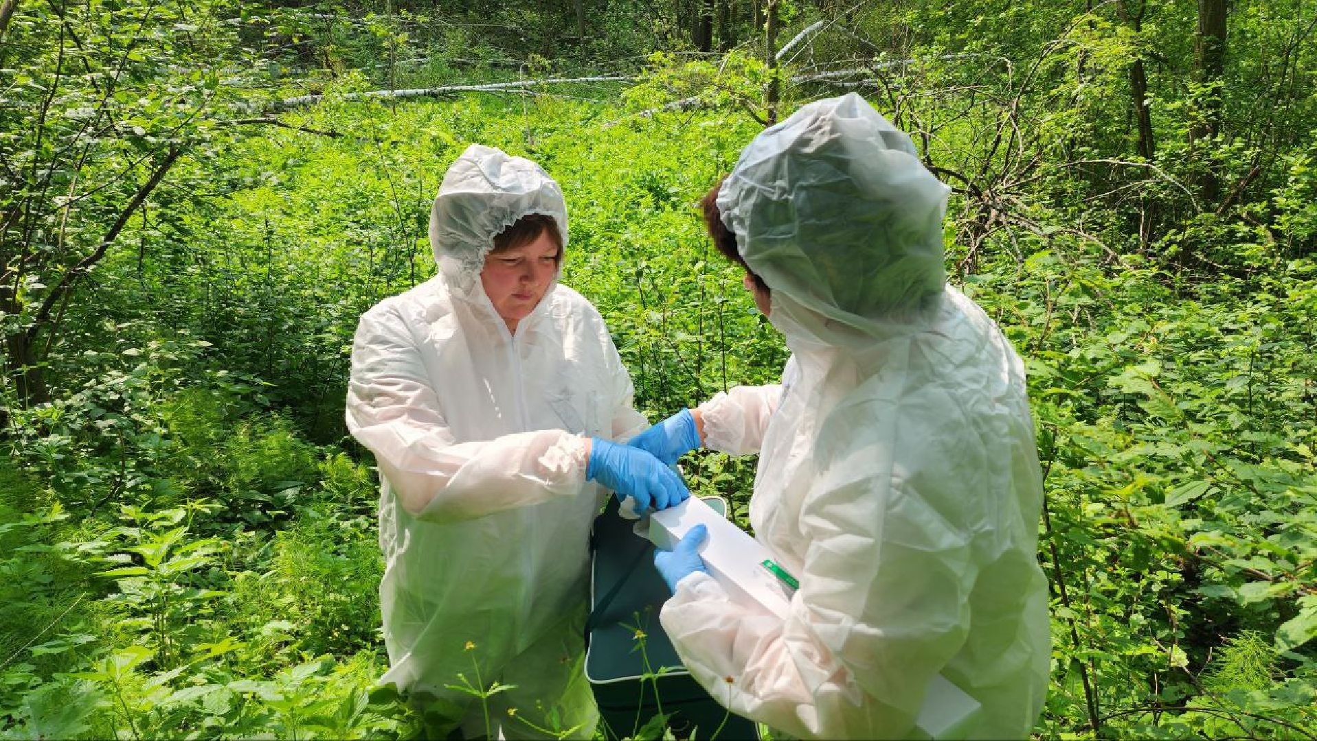 Дмитров, Вакцинация диких животных, Госветстанция, Минэкологии,