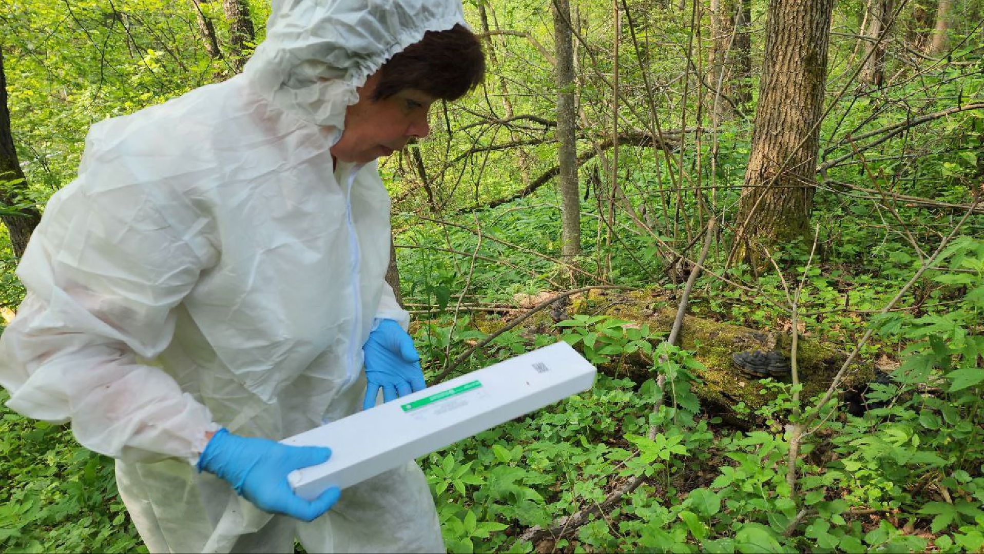 Дмитров, Вакцинация диких животных, Госветстанция, Минэкологии,