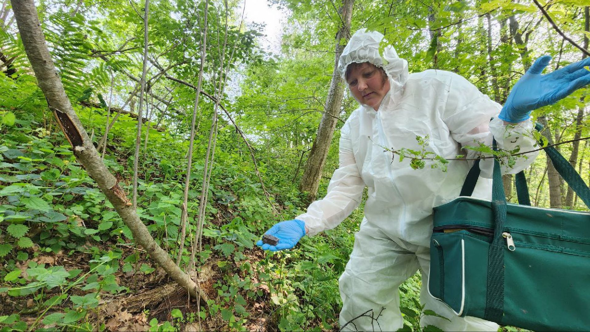 Дмитров, Вакцинация диких животных, Госветстанция, Минэкологии,