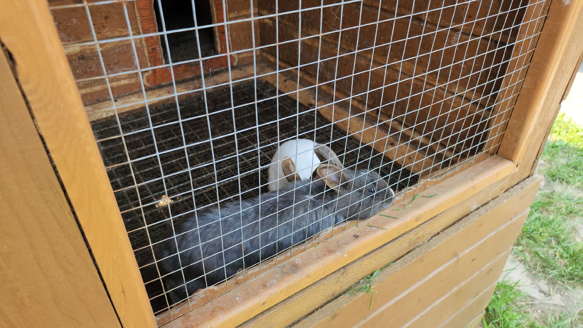 серпухов, подмосковье, питомник растений,ПДК Южный,озеленение,