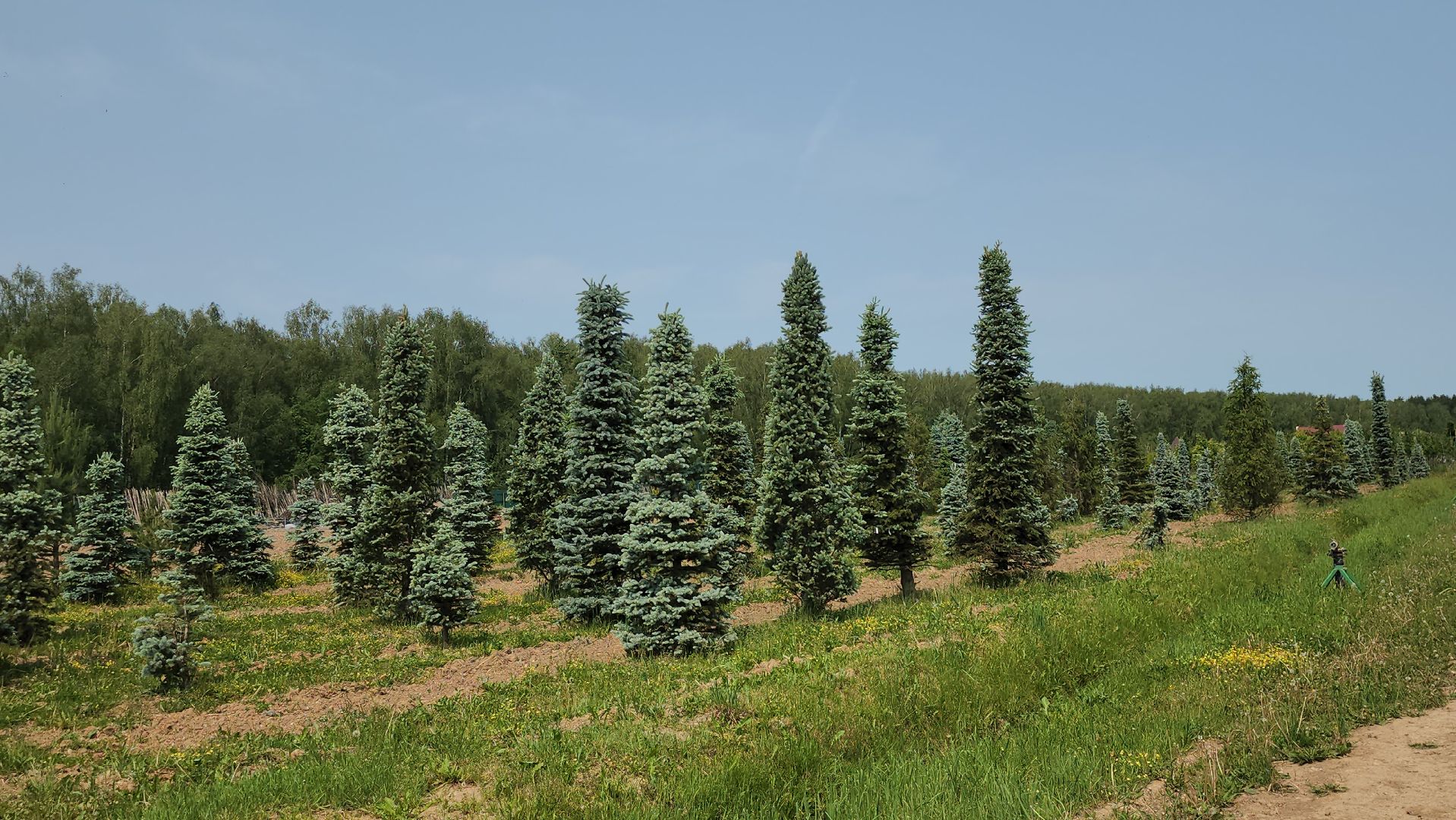 серпухов, подмосковье, питомник растений,ПДК Южный,озеленение,