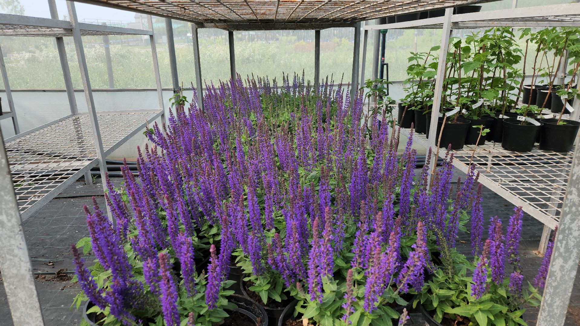 серпухов, подмосковье, питомник растений,ПДК Южный,озеленение,