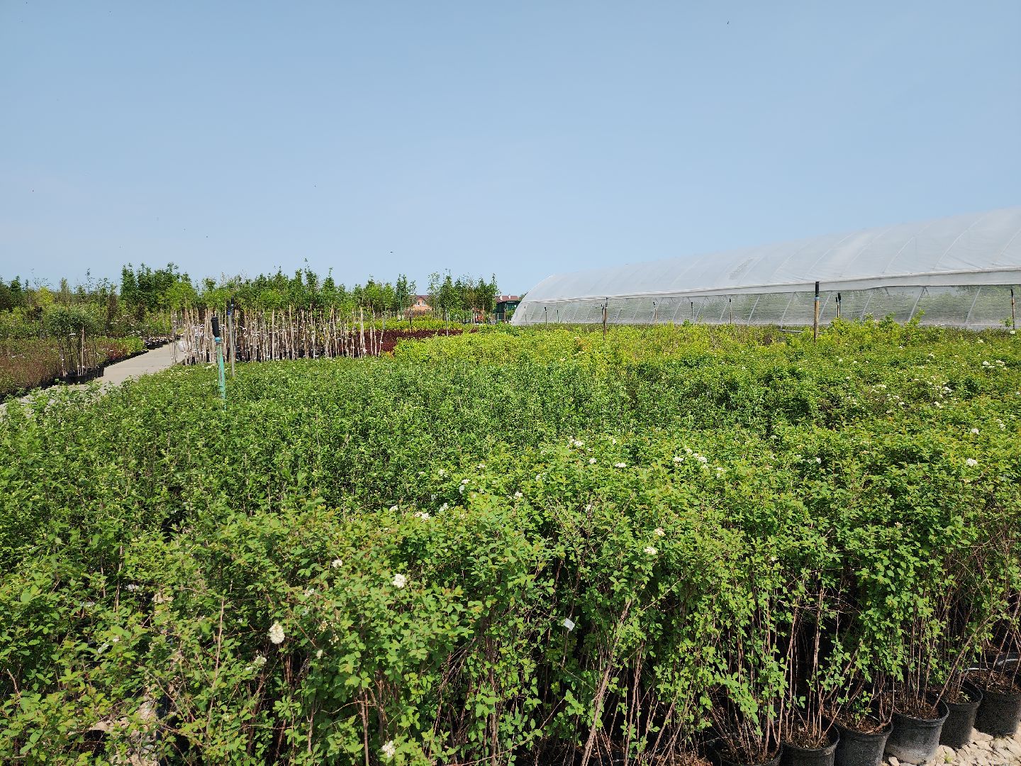 серпухов, подмосковье, питомник растений,ПДК Южный,озеленение,