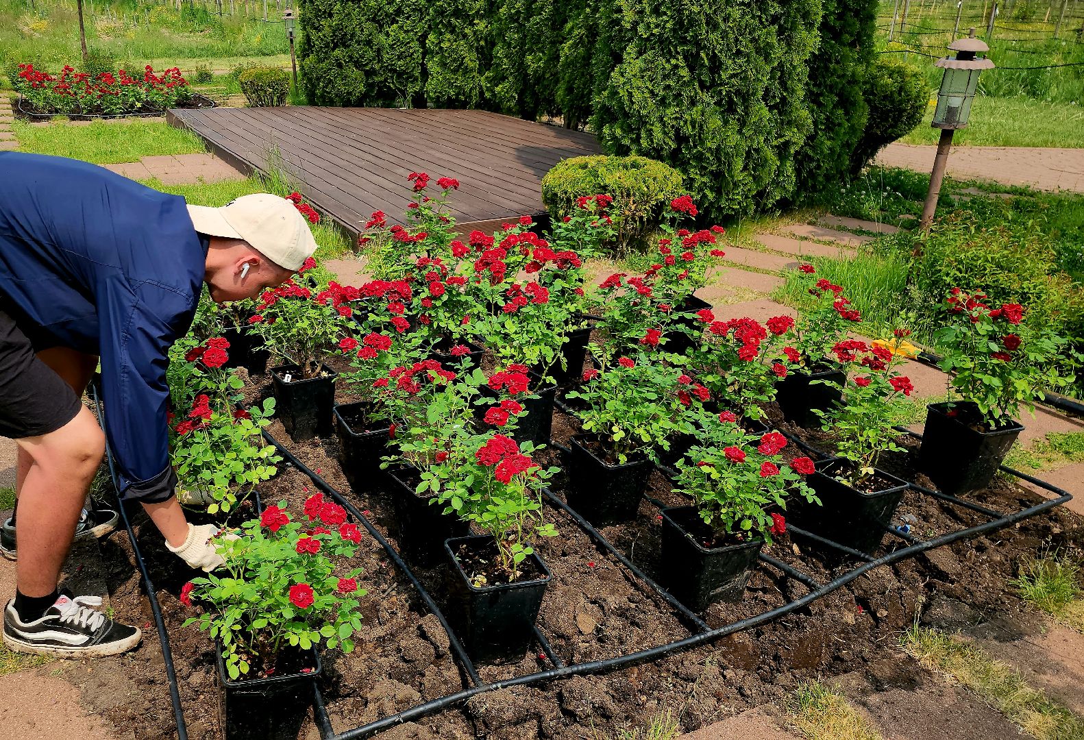 серпухов, подмосковье, питомник растений,ПДК Южный,озеленение,