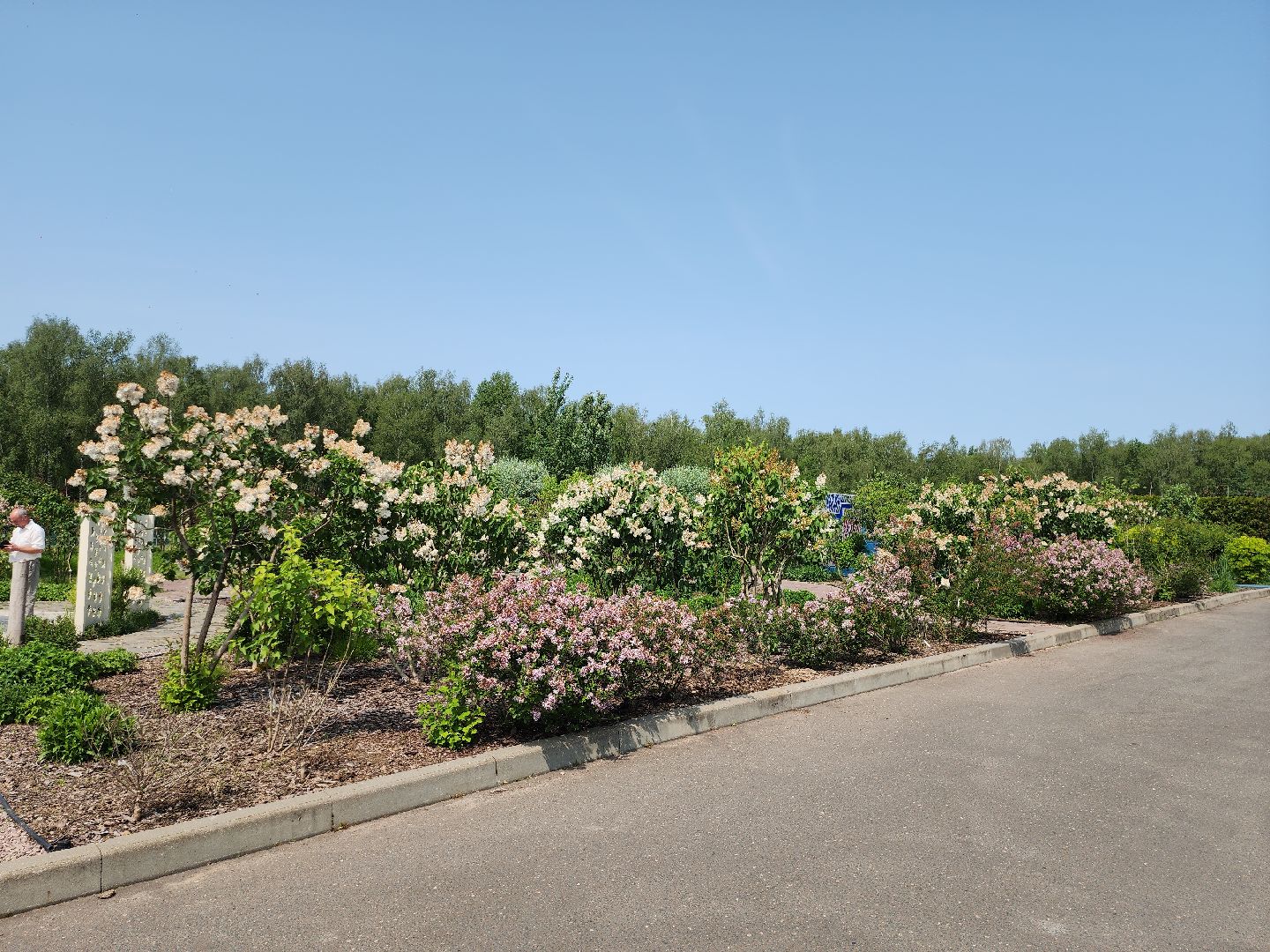 серпухов, подмосковье, питомник растений,ПДК Южный,озеленение,