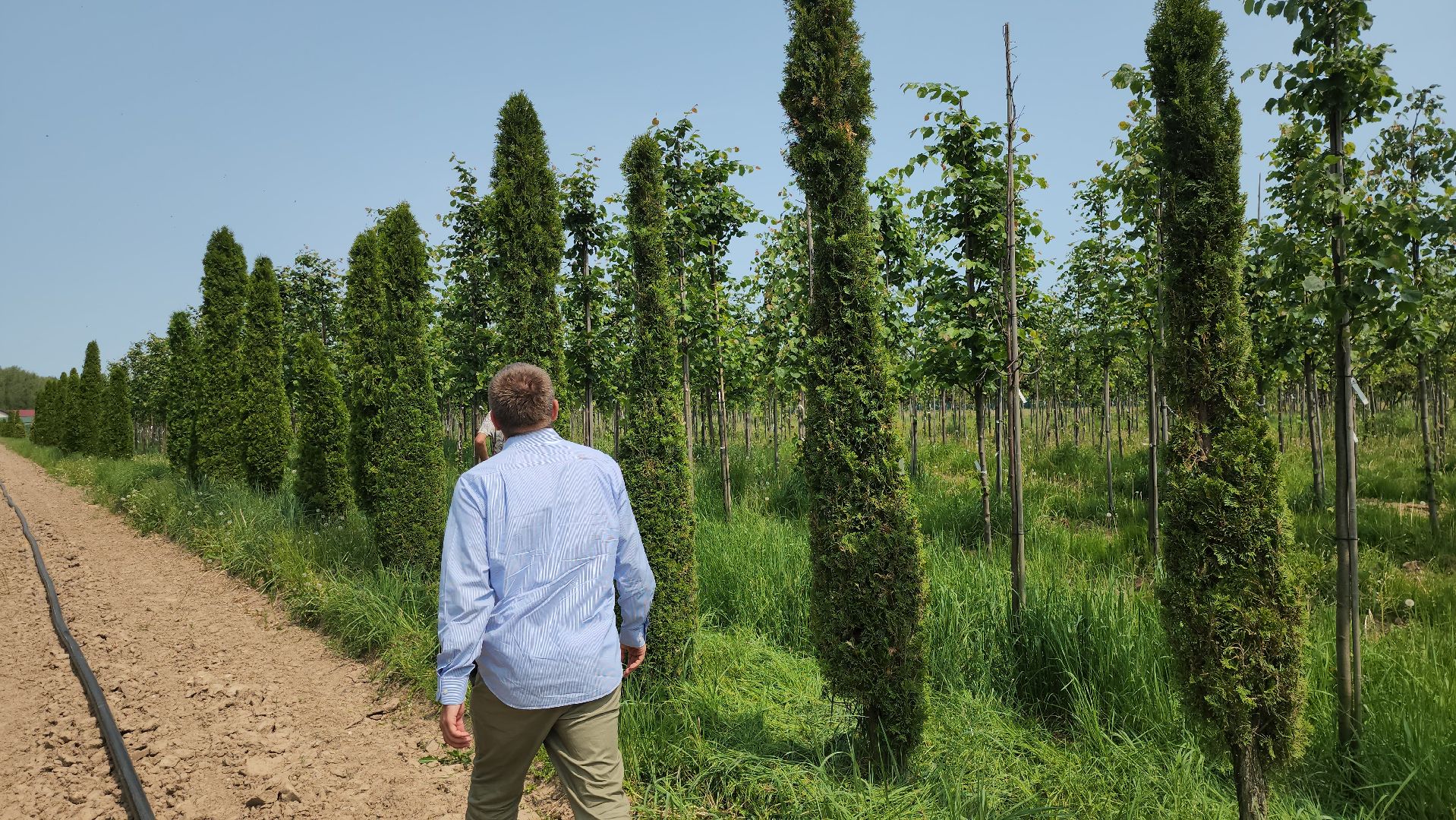 серпухов, подмосковье, питомник растений,ПДК Южный,озеленение,