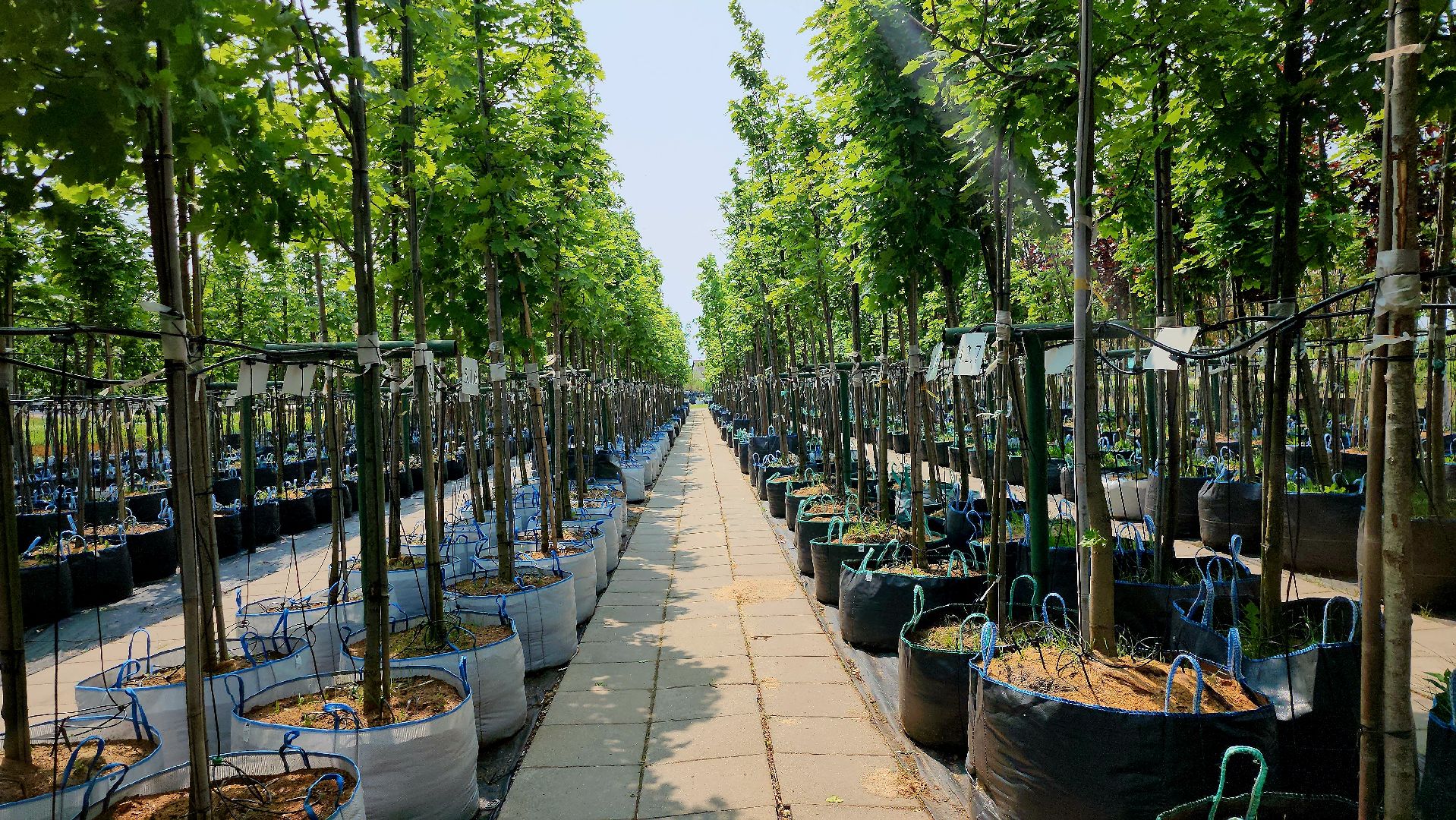 серпухов, подмосковье, питомник растений,ПДК Южный,озеленение,