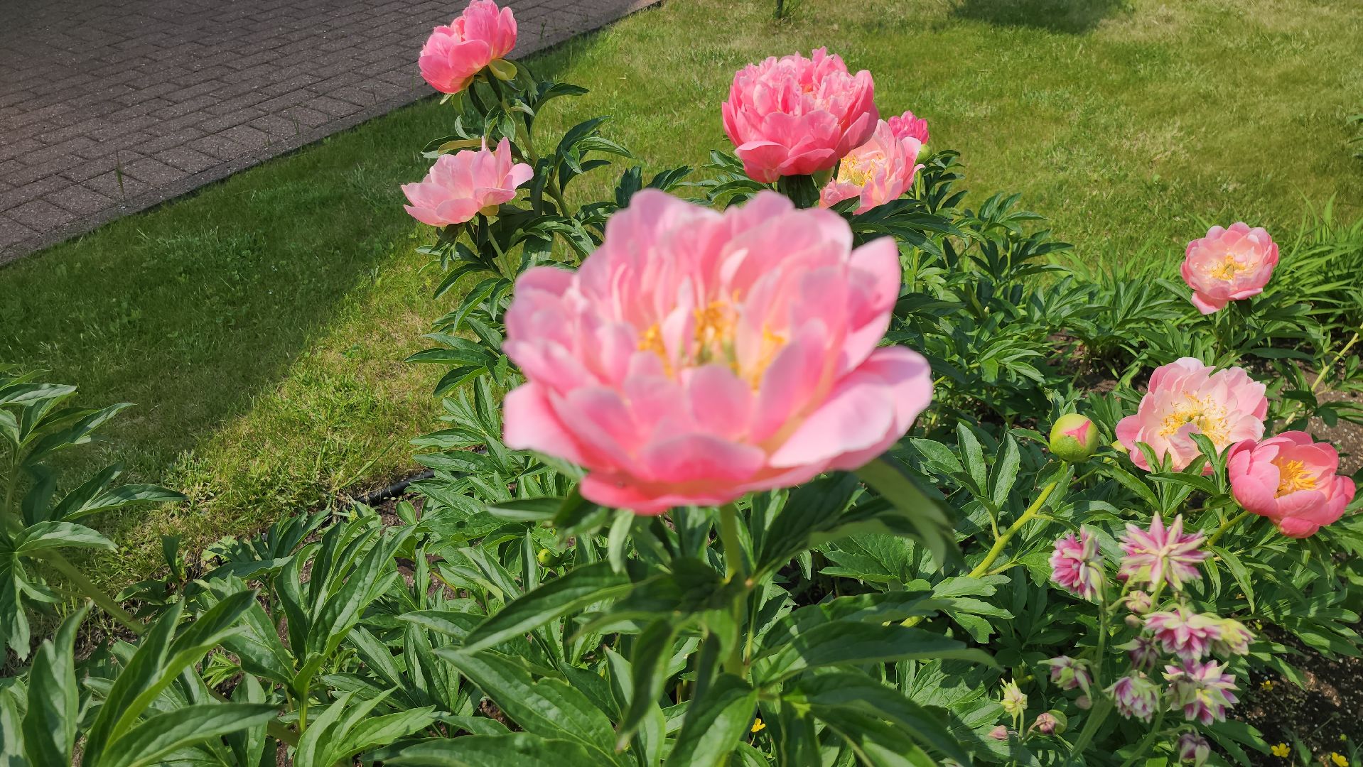 серпухов, подмосковье, питомник растений,ПДК Южный,озеленение,