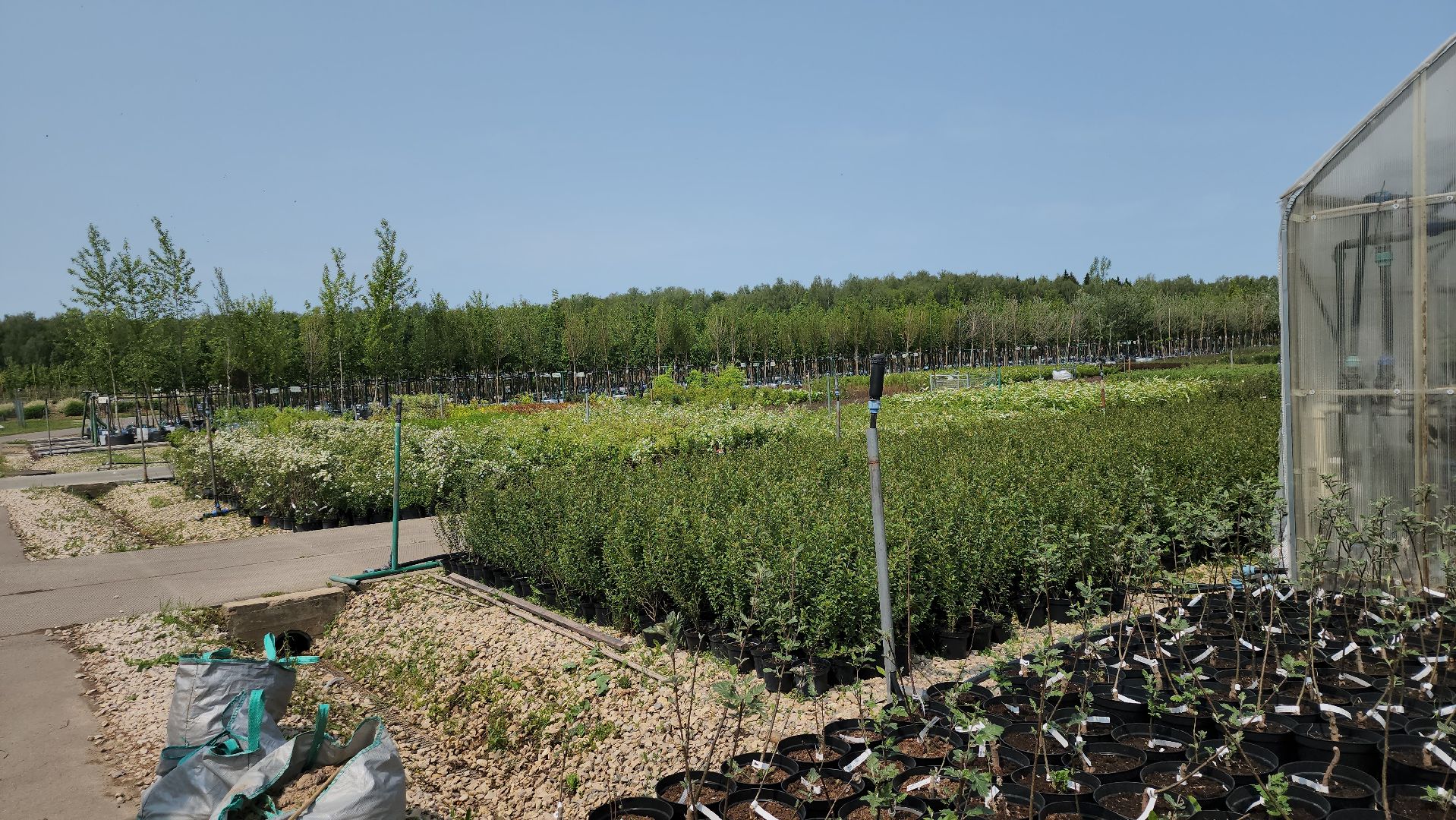 серпухов, подмосковье, питомник растений,ПДК Южный,озеленение,