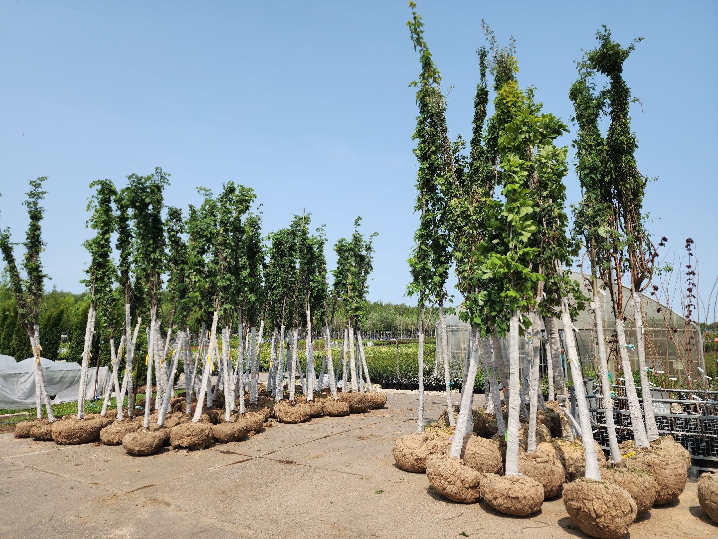 серпухов, подмосковье, питомник растений,ПДК Южный,озеленение,
