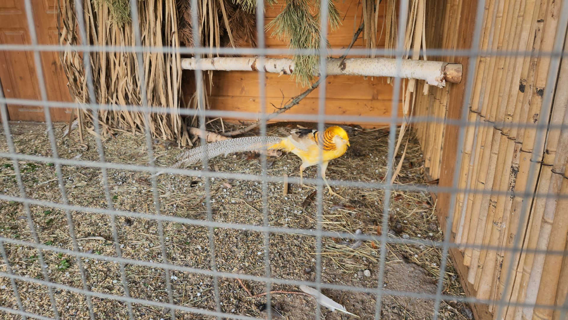 серпухов, подмосковье, питомник растений,ПДК Южный,озеленение,