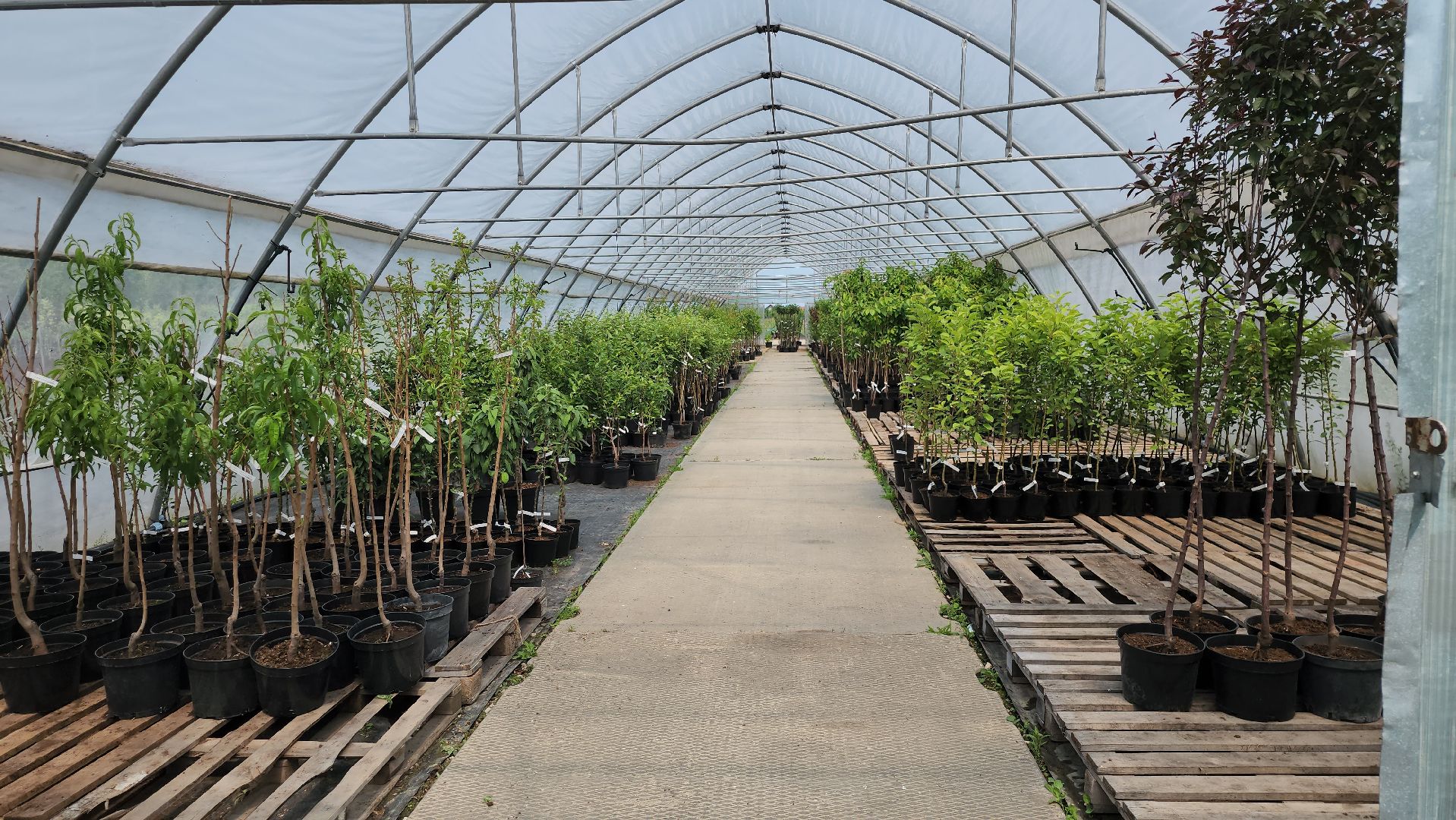 серпухов, подмосковье, питомник растений,ПДК Южный,озеленение,