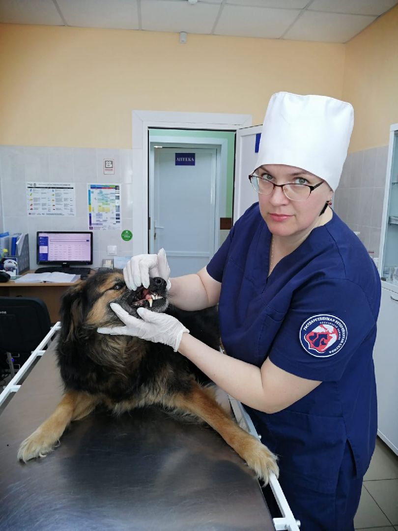 Кашира, ветеринар, пироплазмоз, собаки, клещи