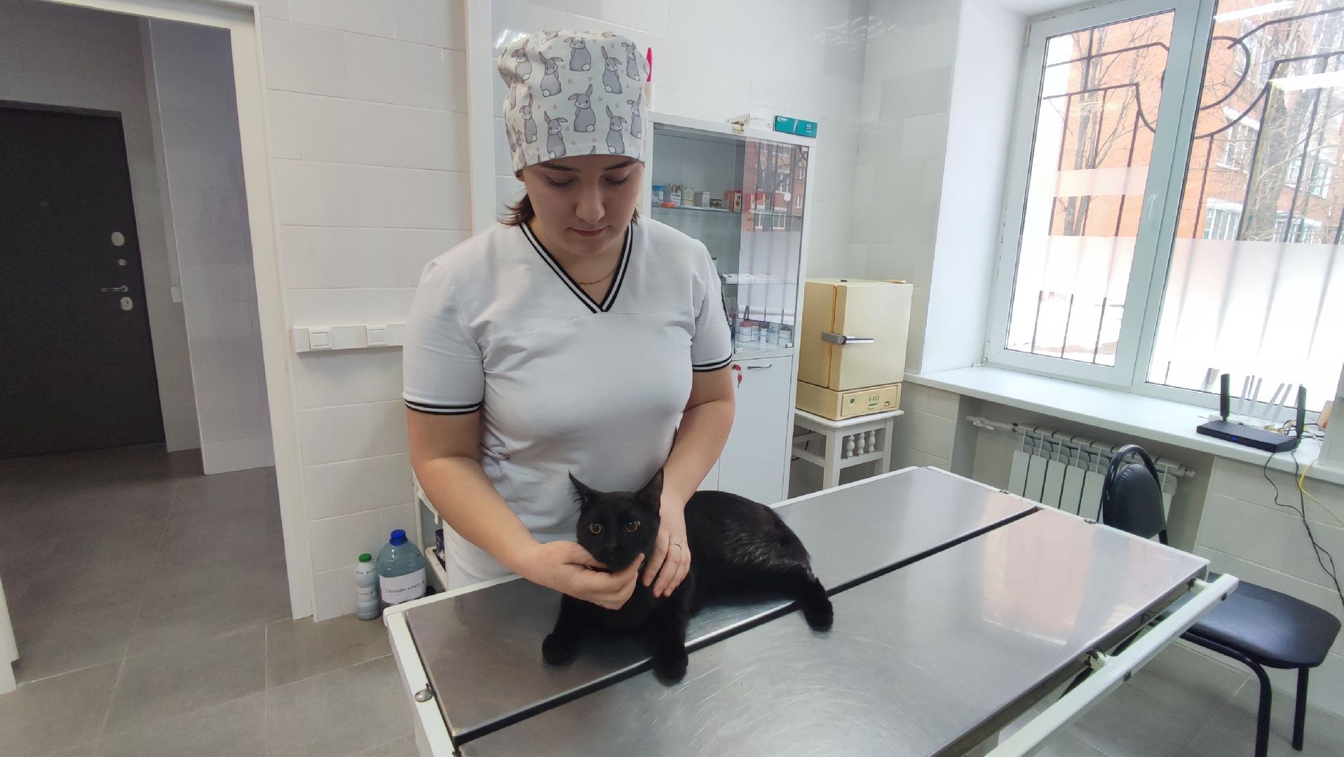 Кашира, ветеринар, пироплазмоз, собаки, клещи