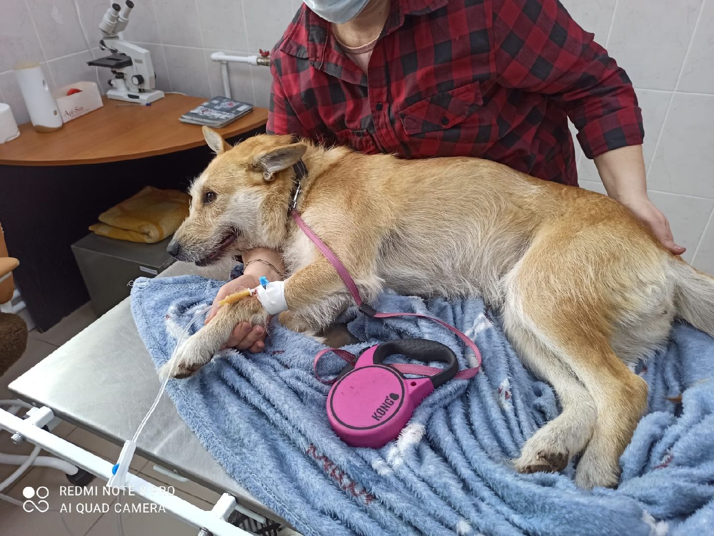 Кашира, ветеринар, пироплазмоз, собаки, клещи