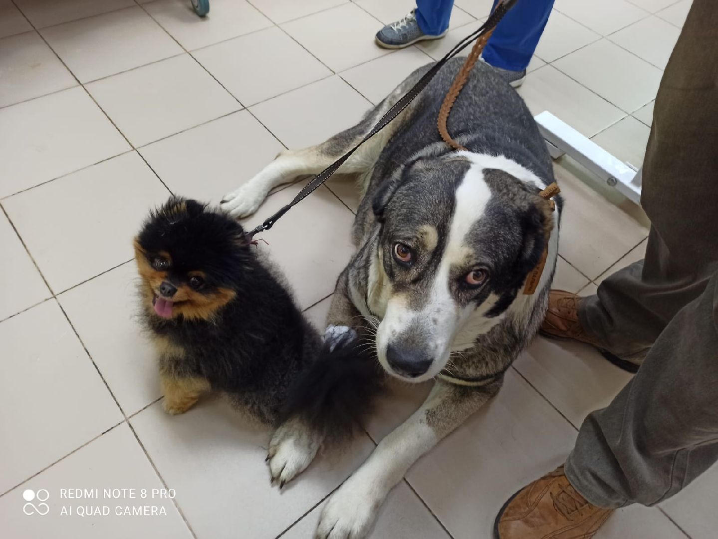 Кашира, ветеринар, пироплазмоз, собаки, клещи